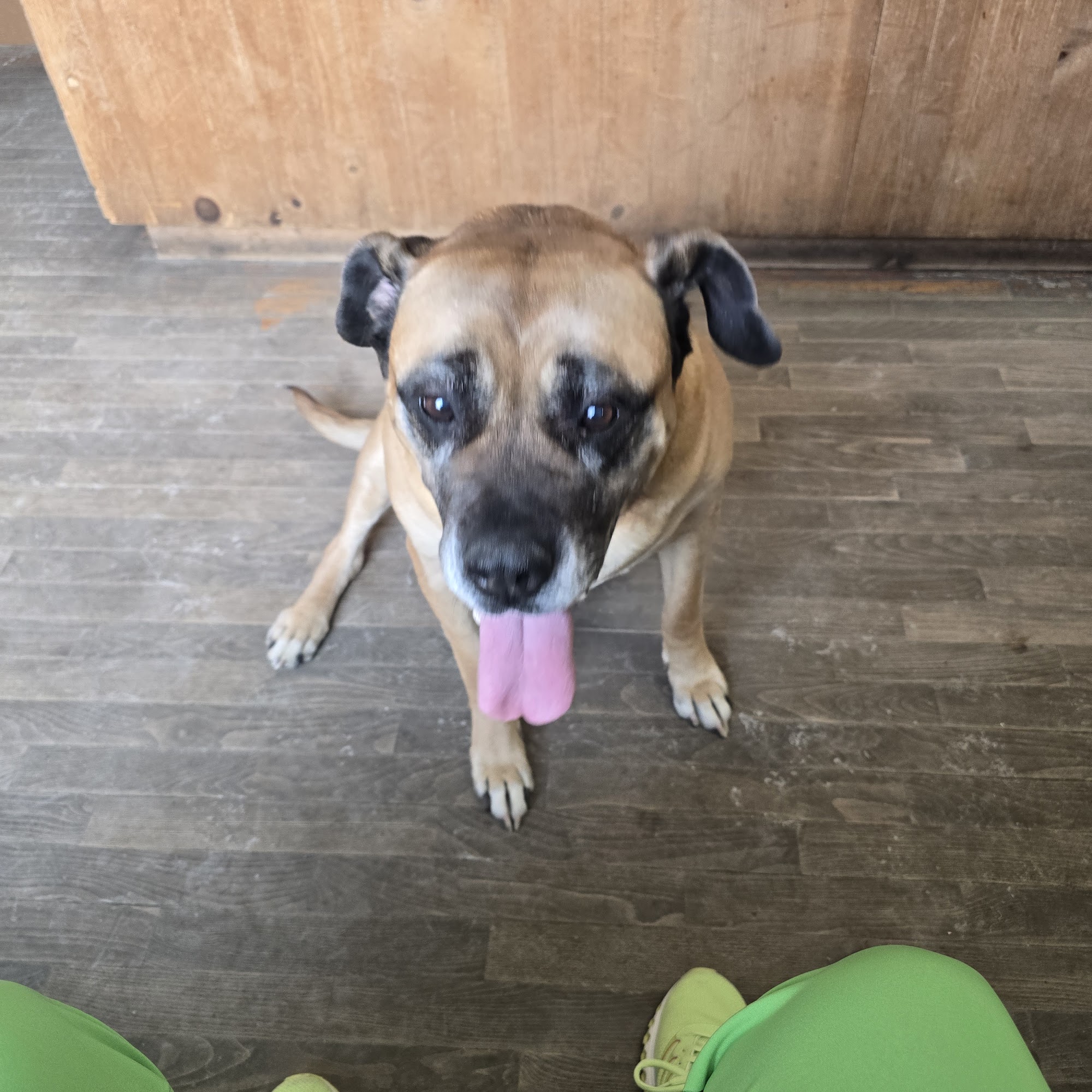 Animal Kingdom Veterinary Hospital