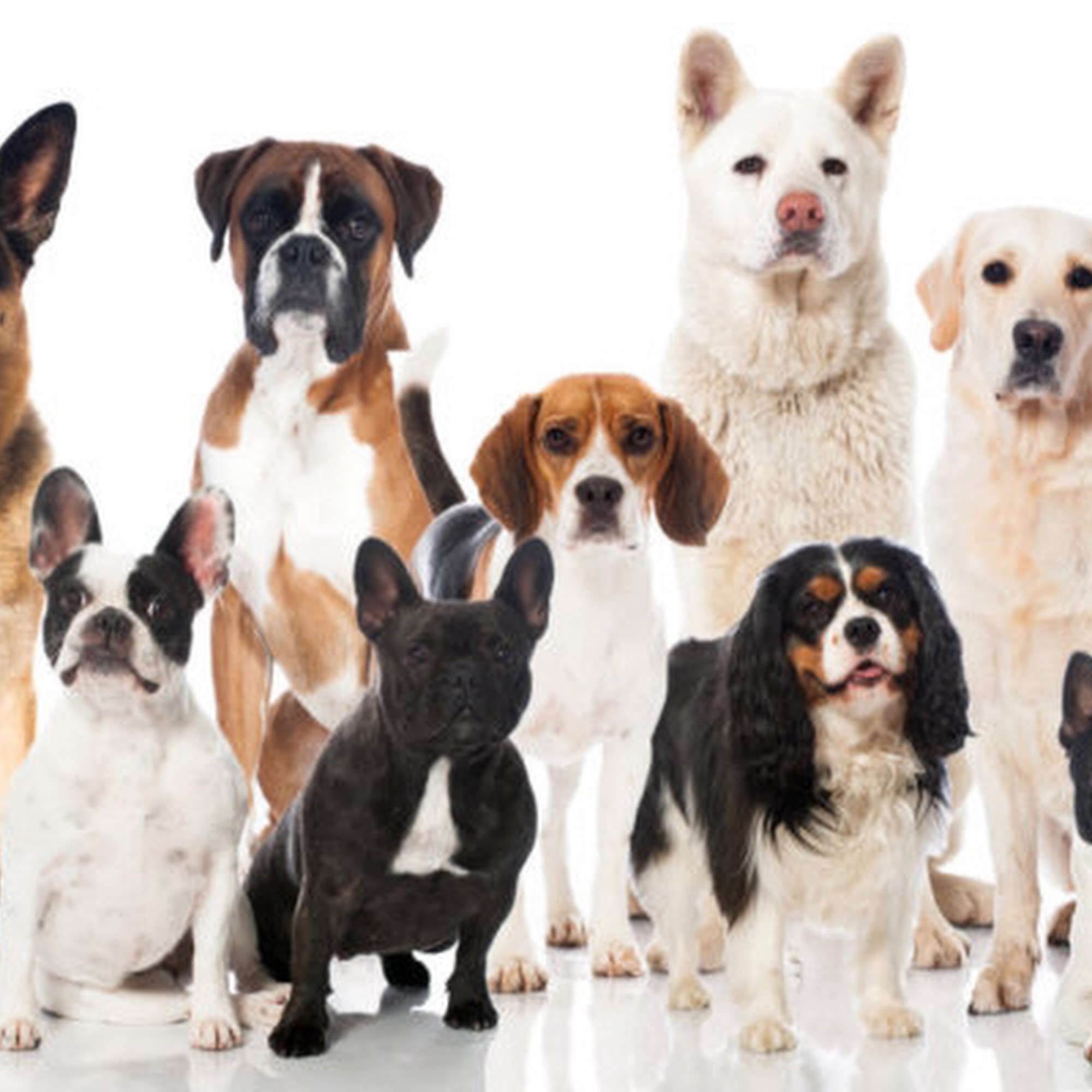Charlotte the Dog Trainer