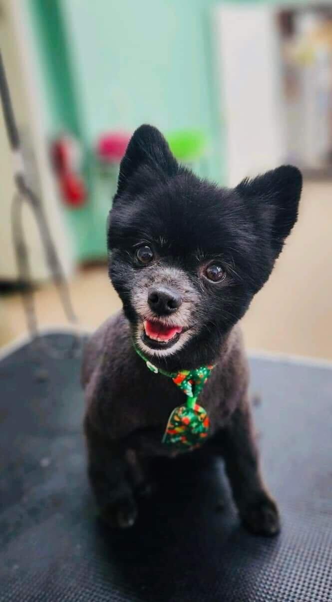 Nudles on the Growl Troy