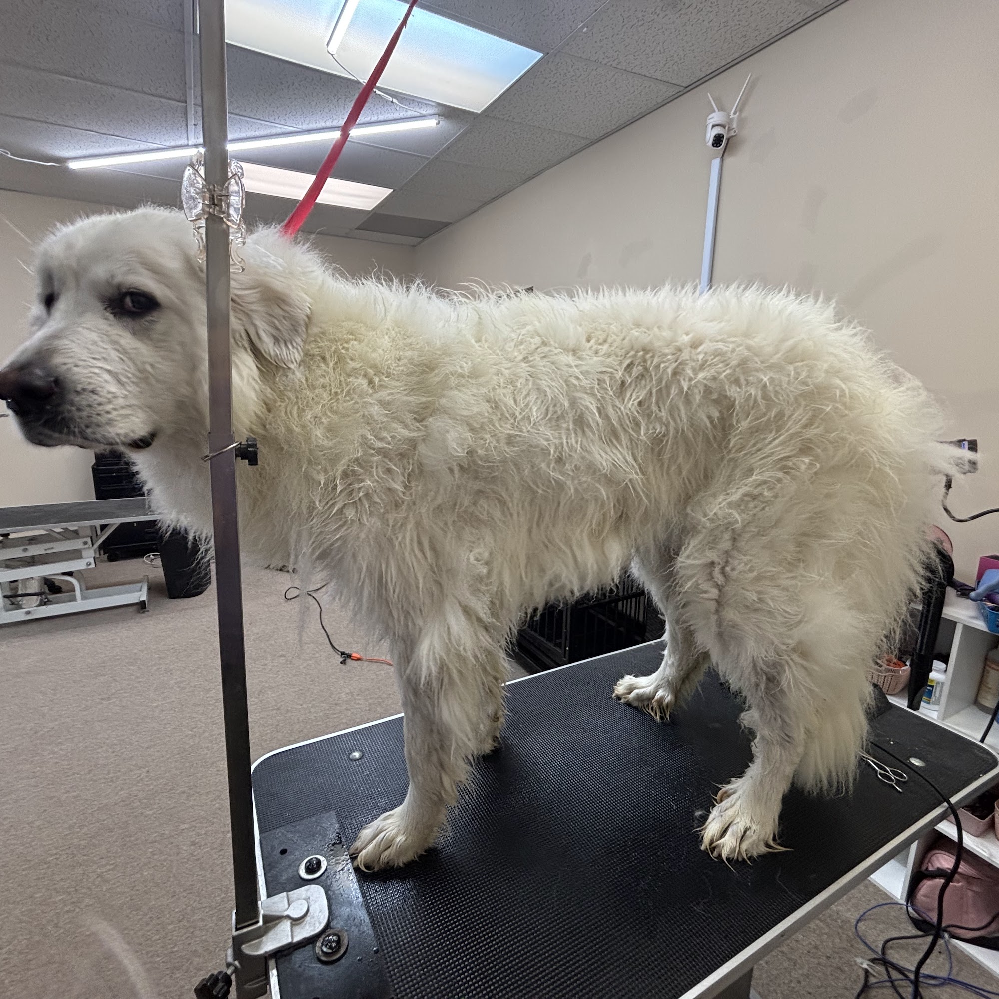 Nudles on the Growl Troy