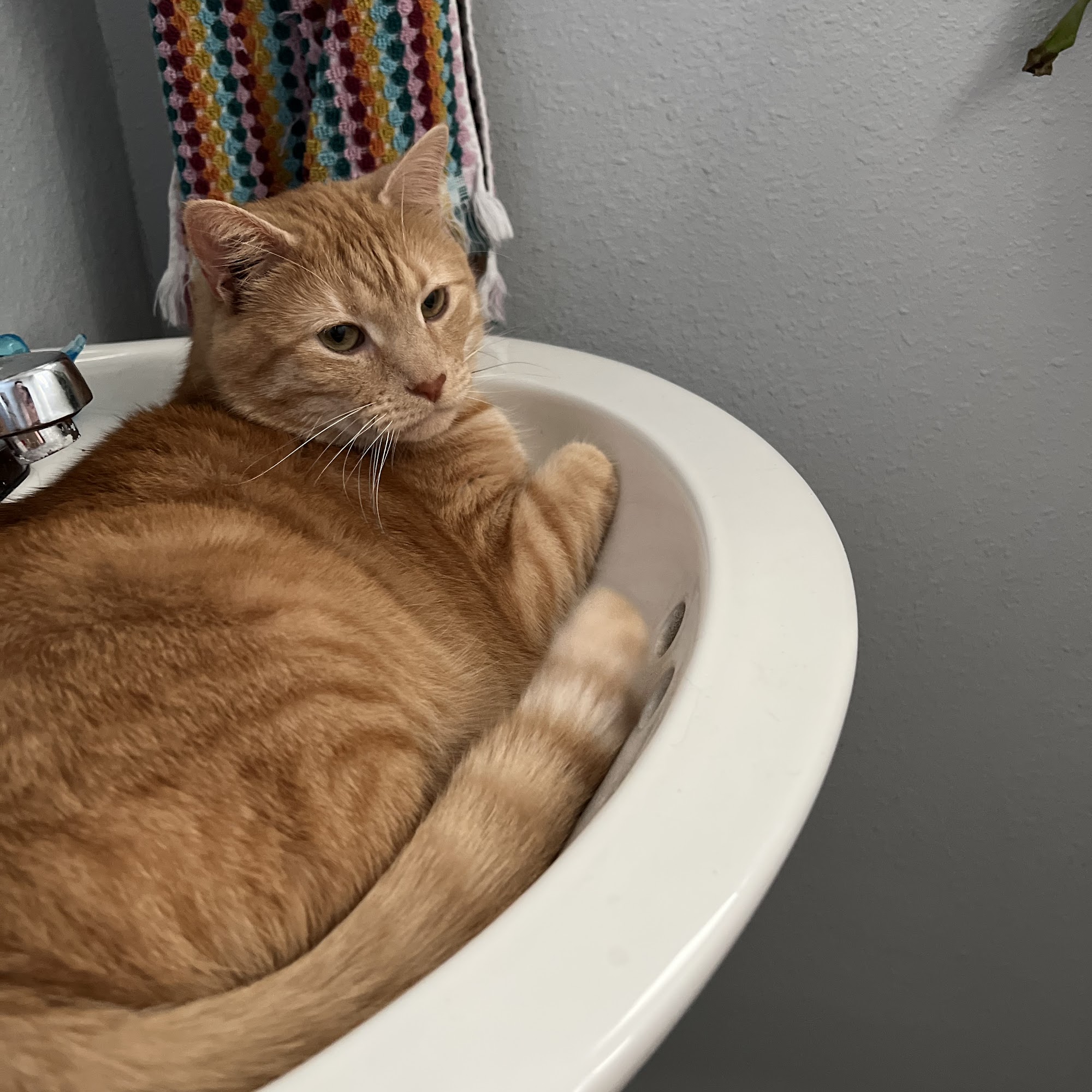 Animal Clinic Of Union Union