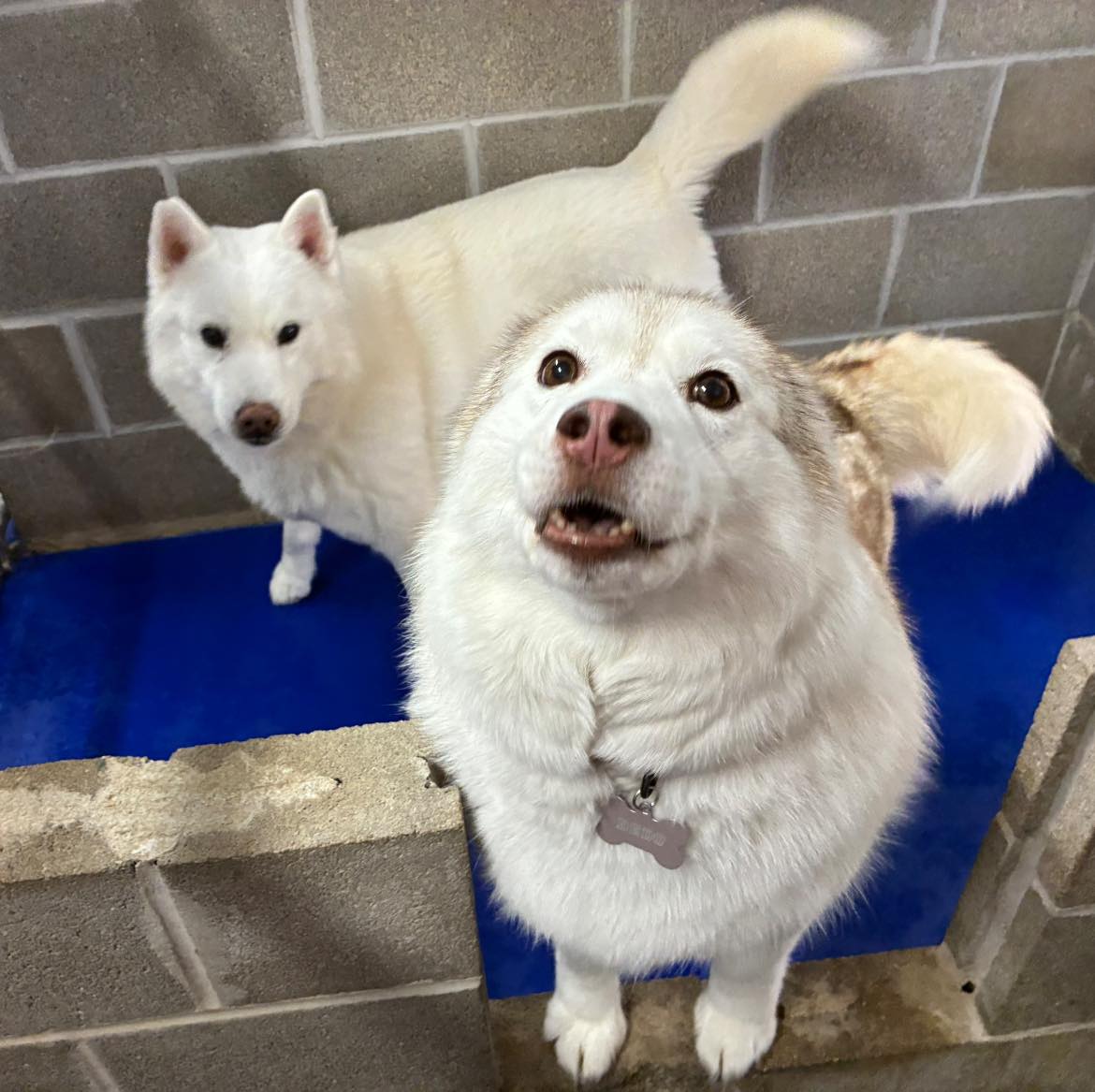 Linny's Kennel llc Union