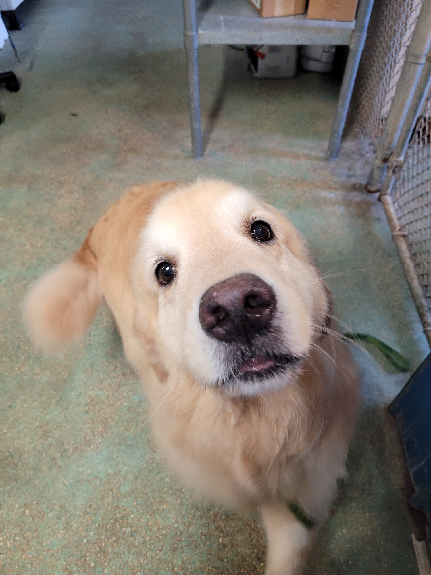 Linny's Kennel llc Union