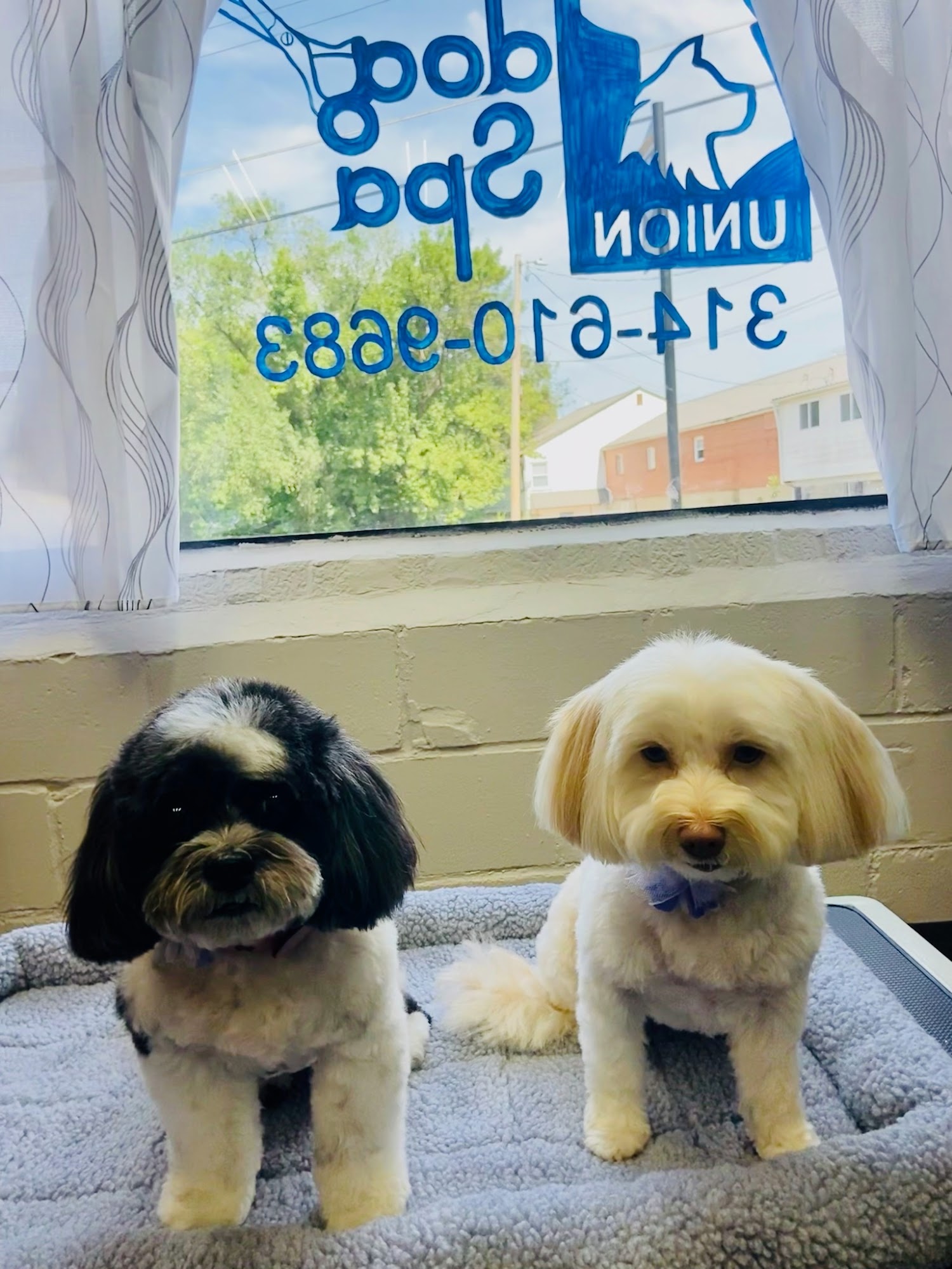 Union Dog Spa LLC Union