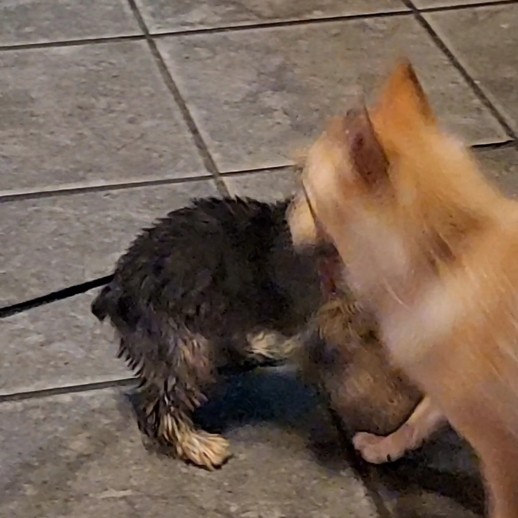 Krueger’s Bar University City