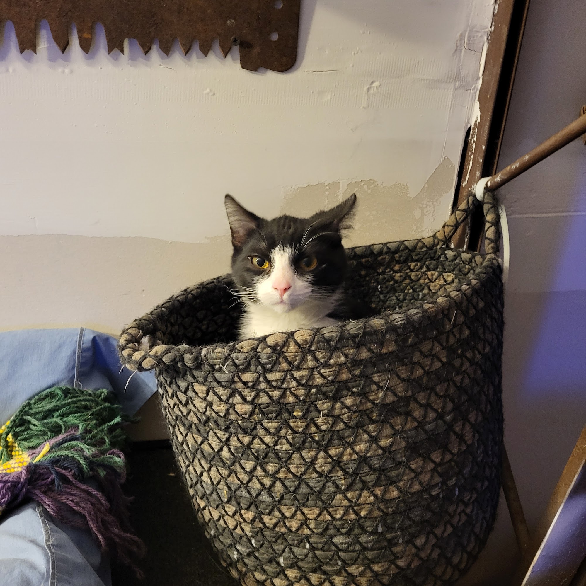 Versailles Veterinary Clinic Versailles