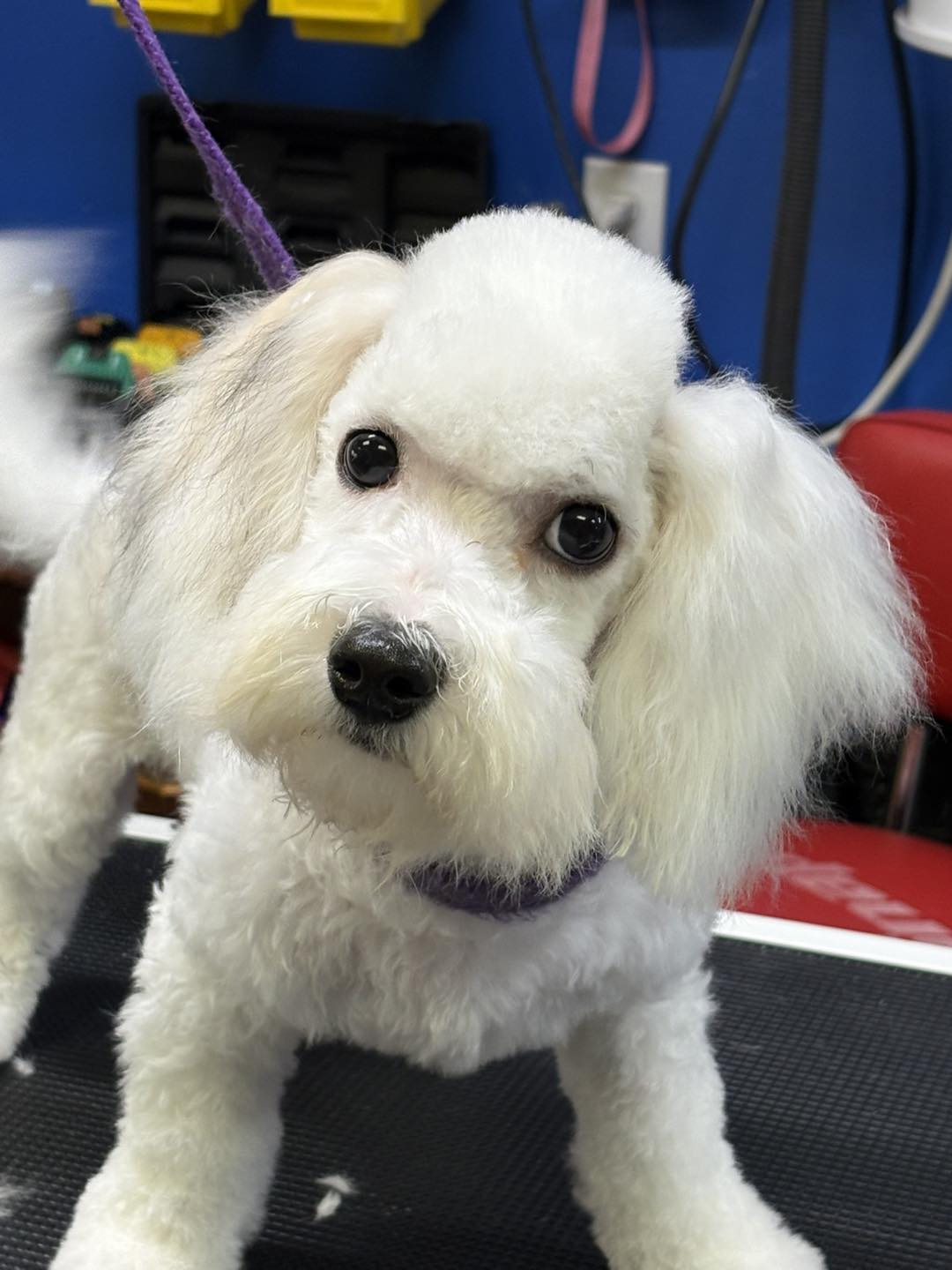 Pretty Pooch Salon Versailles