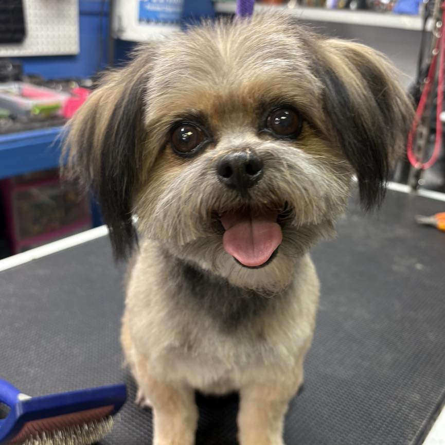 Pretty Pooch Salon Versailles