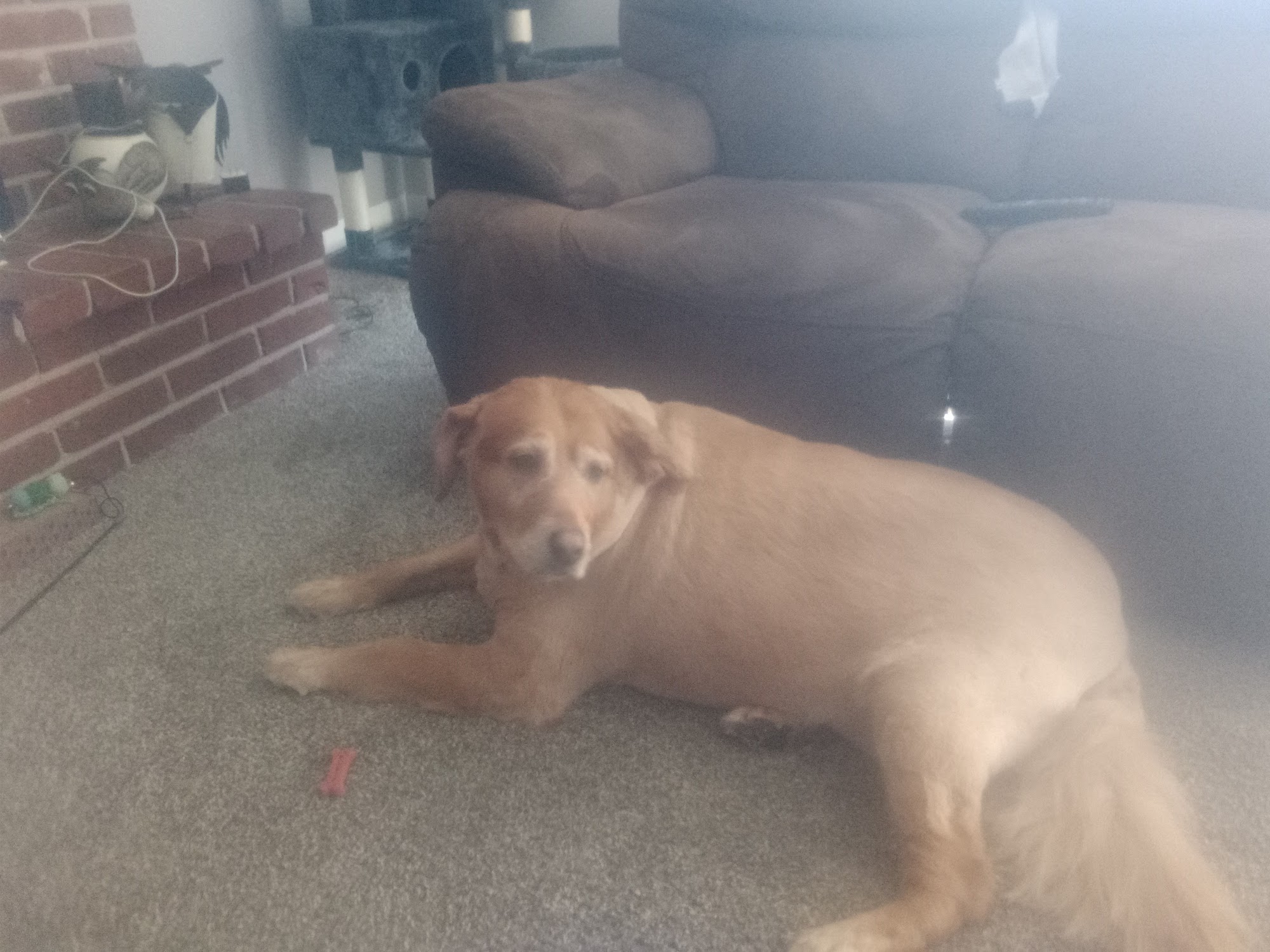 Show-N-Go House Call Grooming and drop off Grooming Villa Ridge