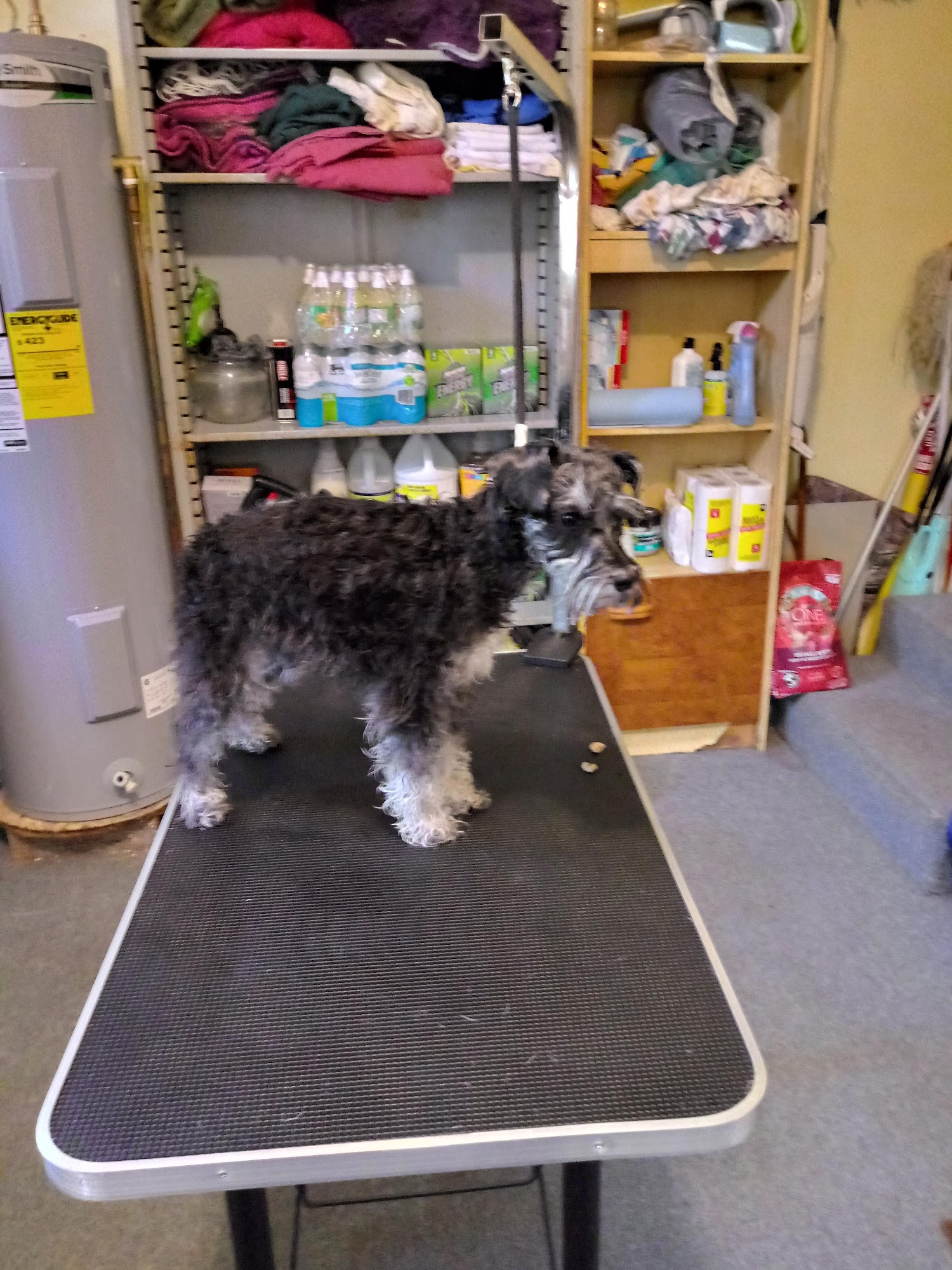 Show-N-Go House Call Grooming and drop off Grooming Villa Ridge