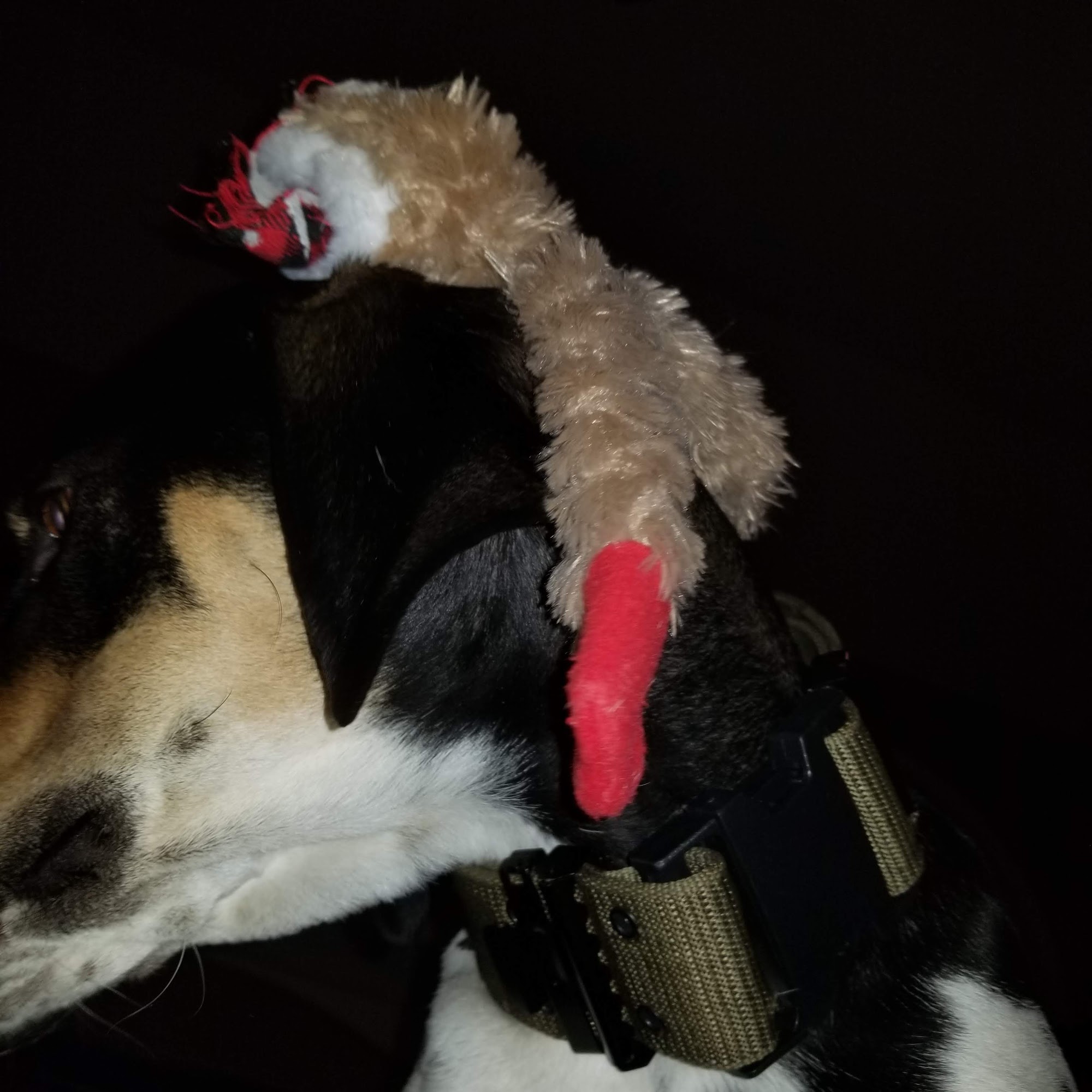 Lifetime Animal Center Warrensburg