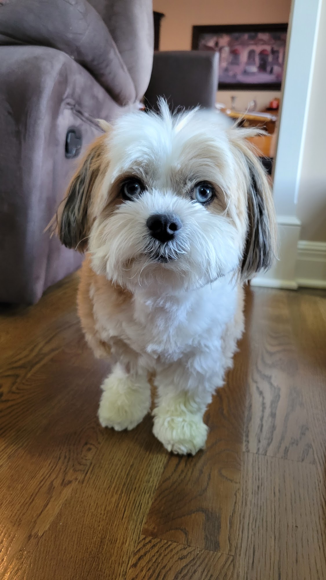 Warrensburg Animal Hospital Warrensburg