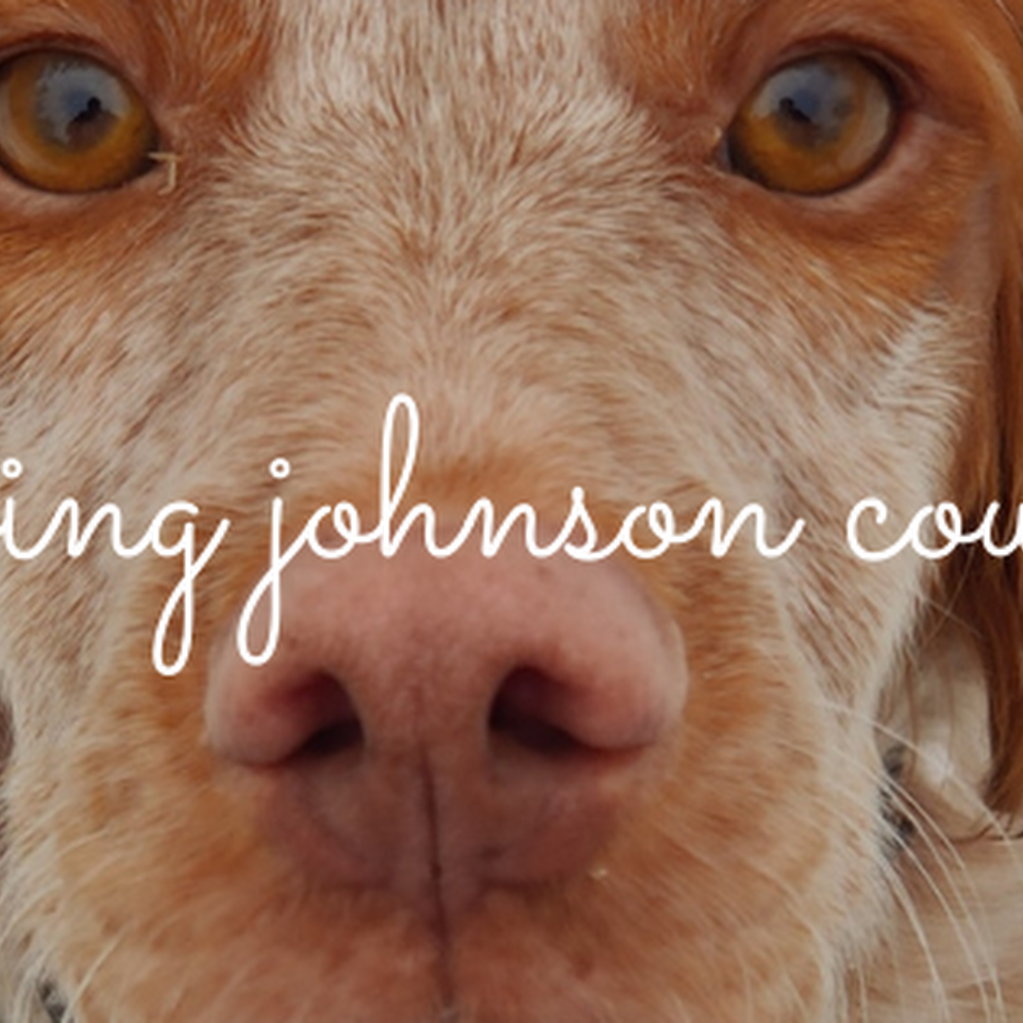 Old Drum Animal Shelter Warrensburg