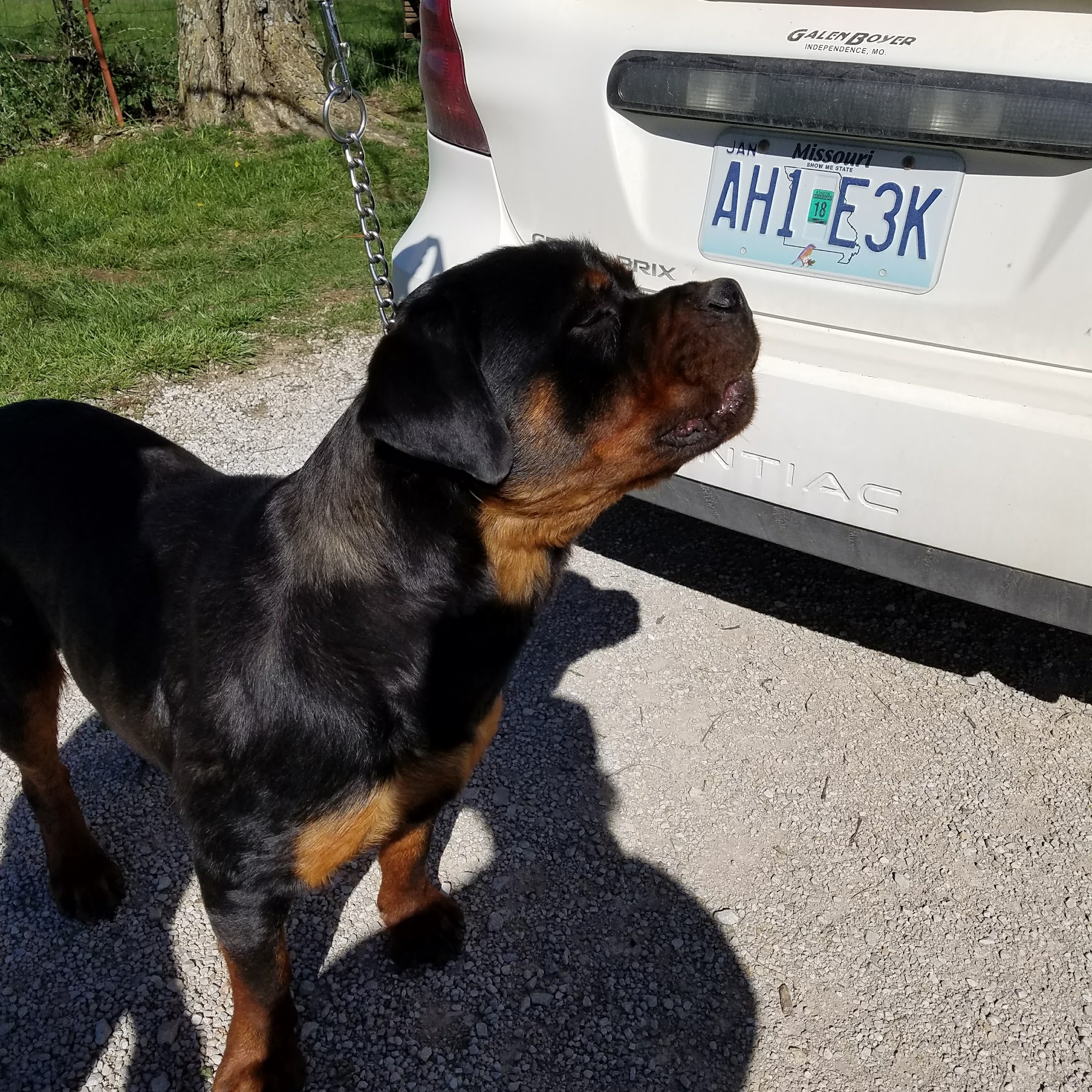 Post Oak K-9 Training Center Warrensburg