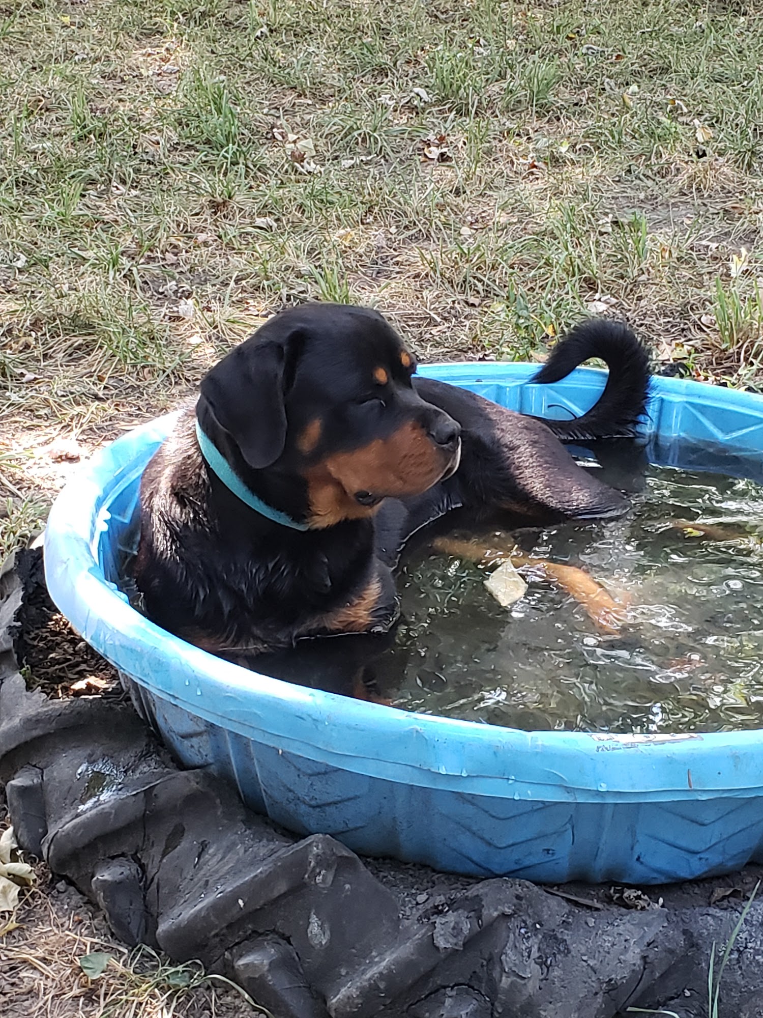 Bolles Rottweilers Warrensburg