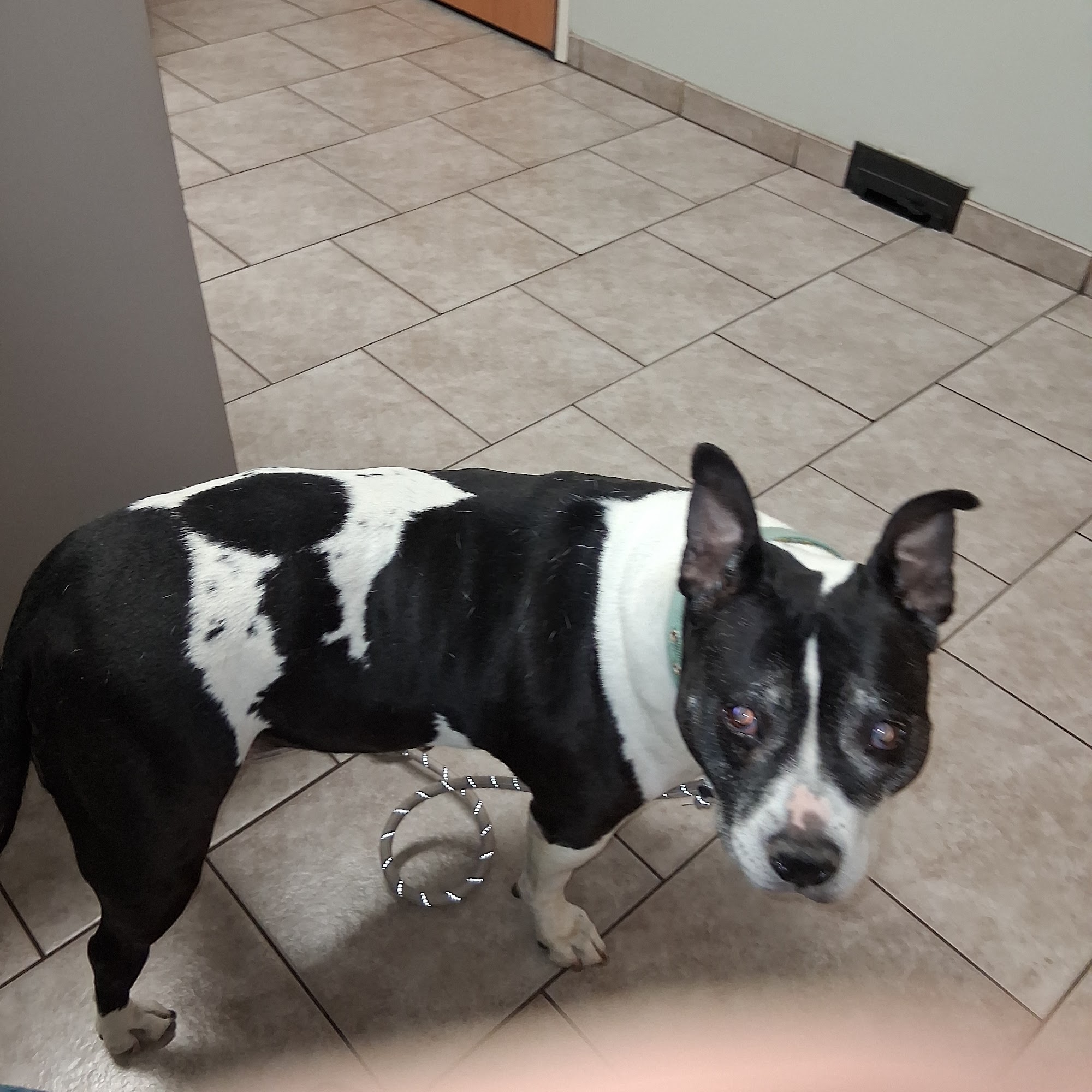 Warrenton Vet Clinic Warrenton