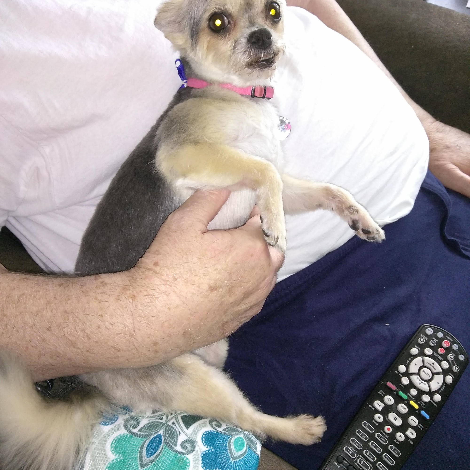 Holly's Happy Hounds Warsaw