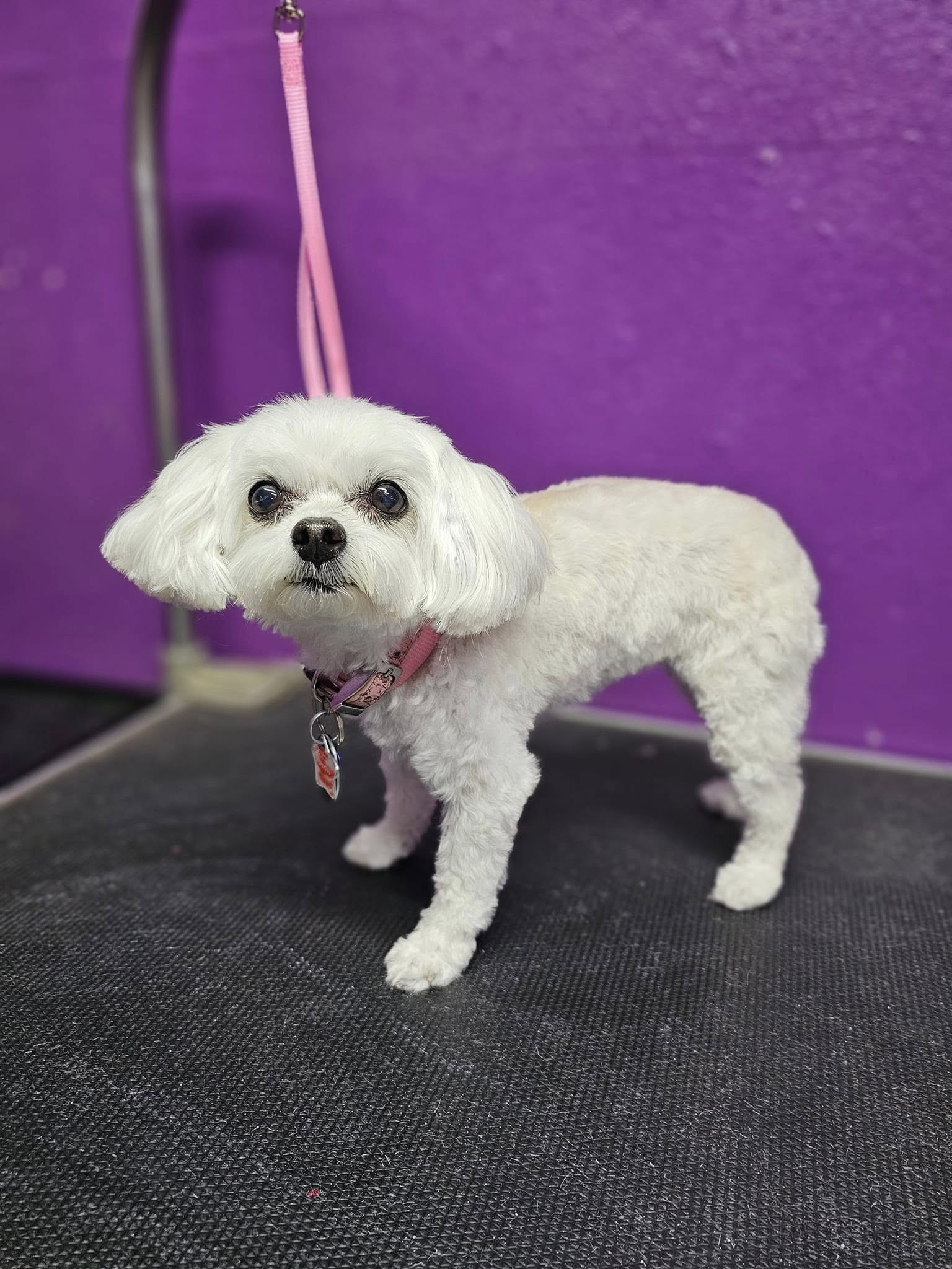 Holly's Happy Hounds