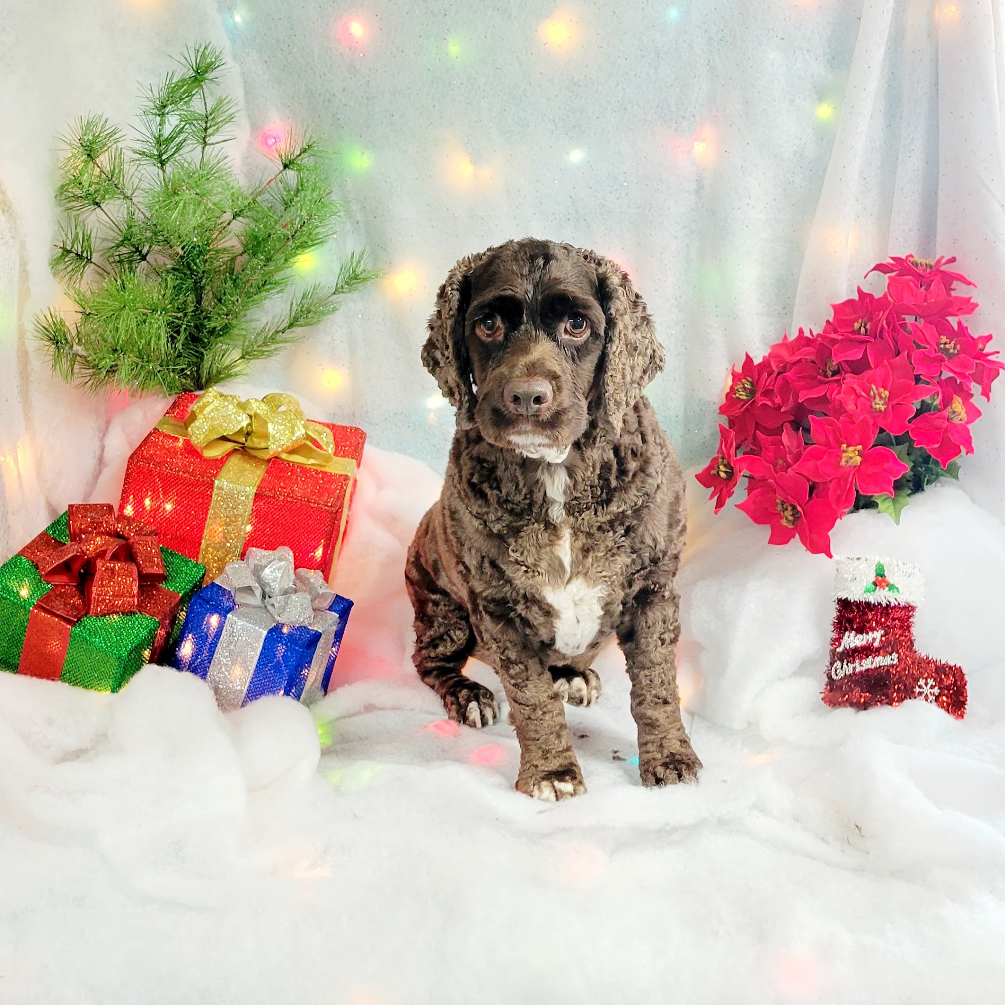 Dogpatch Pet Grooming 918 Walnut Dr, Warsaw Missouri 65355