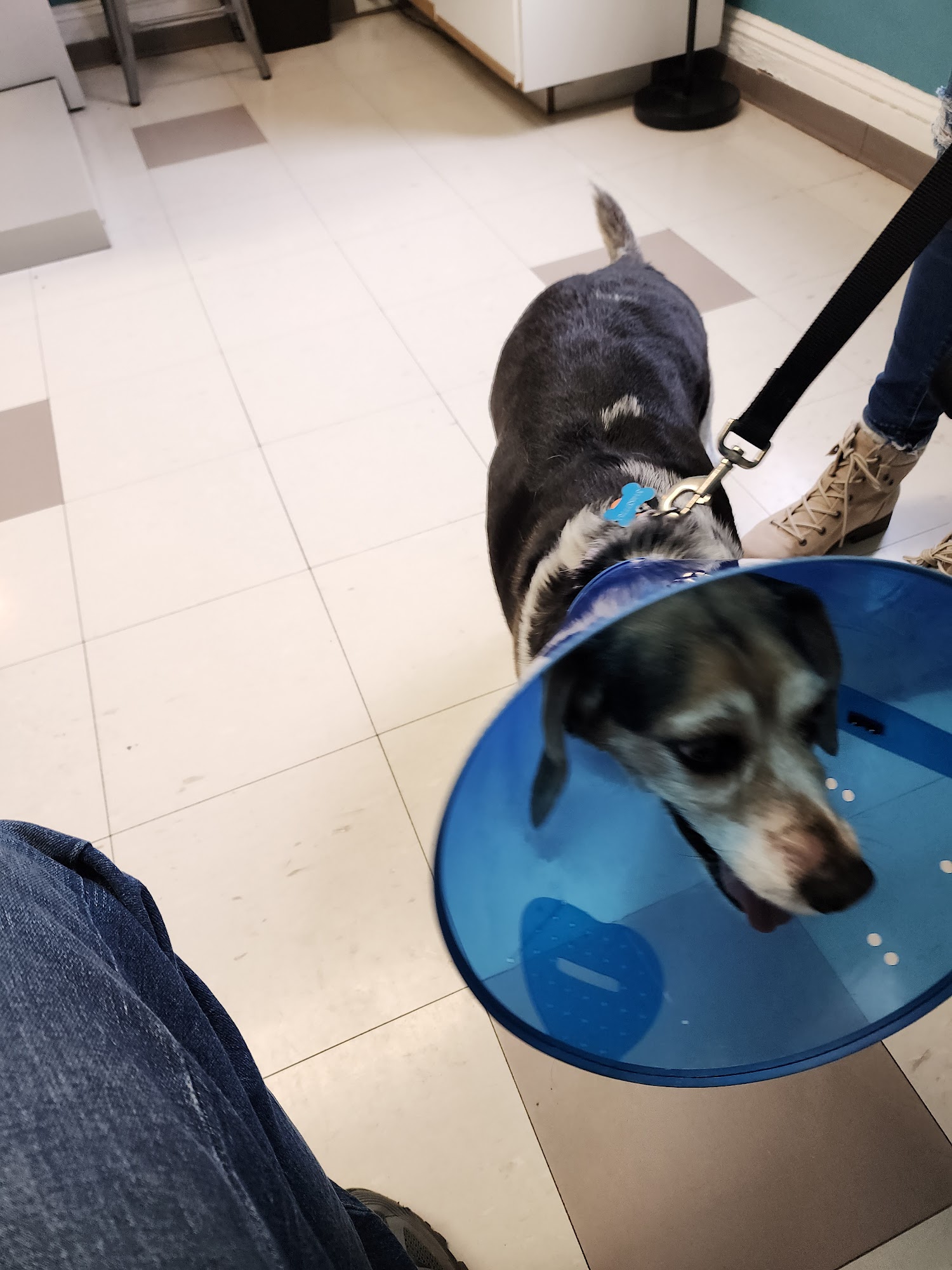 Animal Hospital of Washington Washington