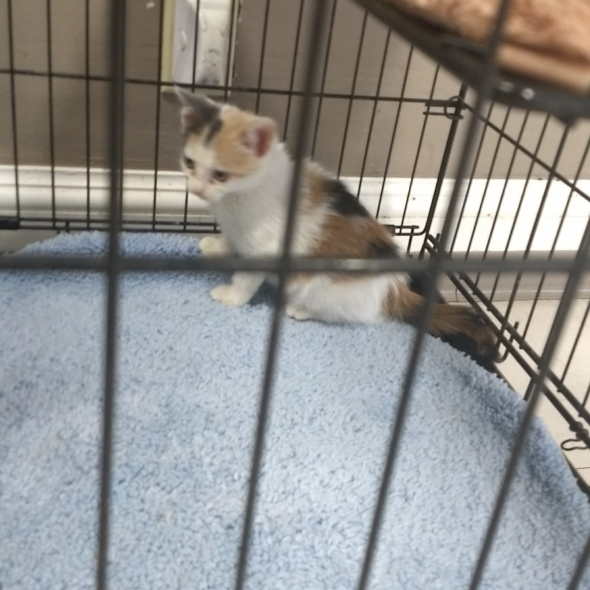 Animal Hospital of Washington: Smith Dan DVM Washington