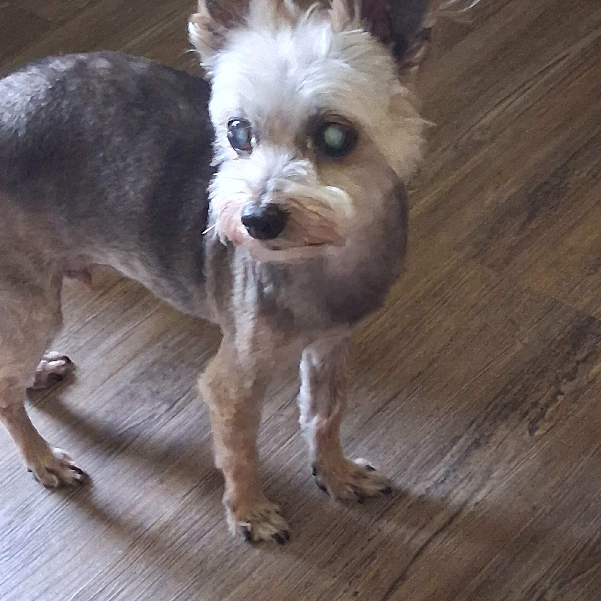 Doggy Doo & Kitty's Too Washington