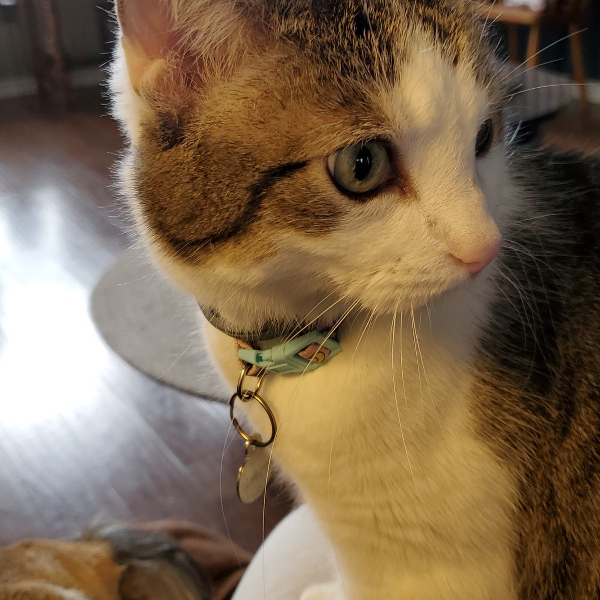 Madison Pet Clinic: Stiens Julia A DVM Webb City