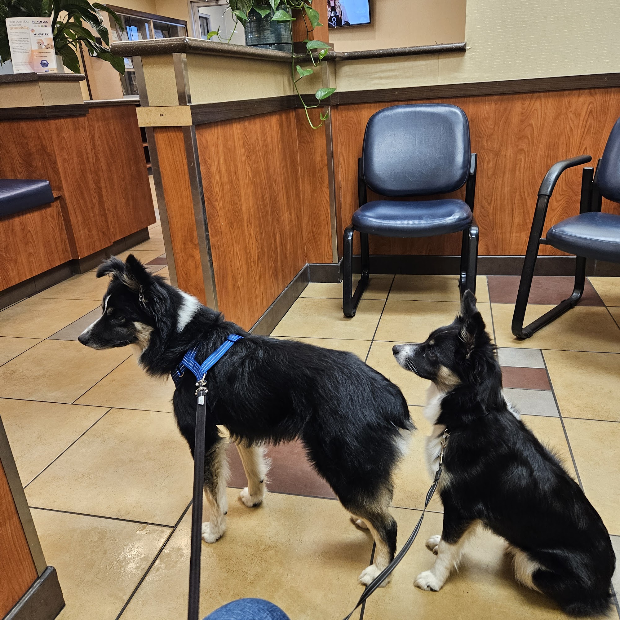 Madison Pet Clinic Webb City