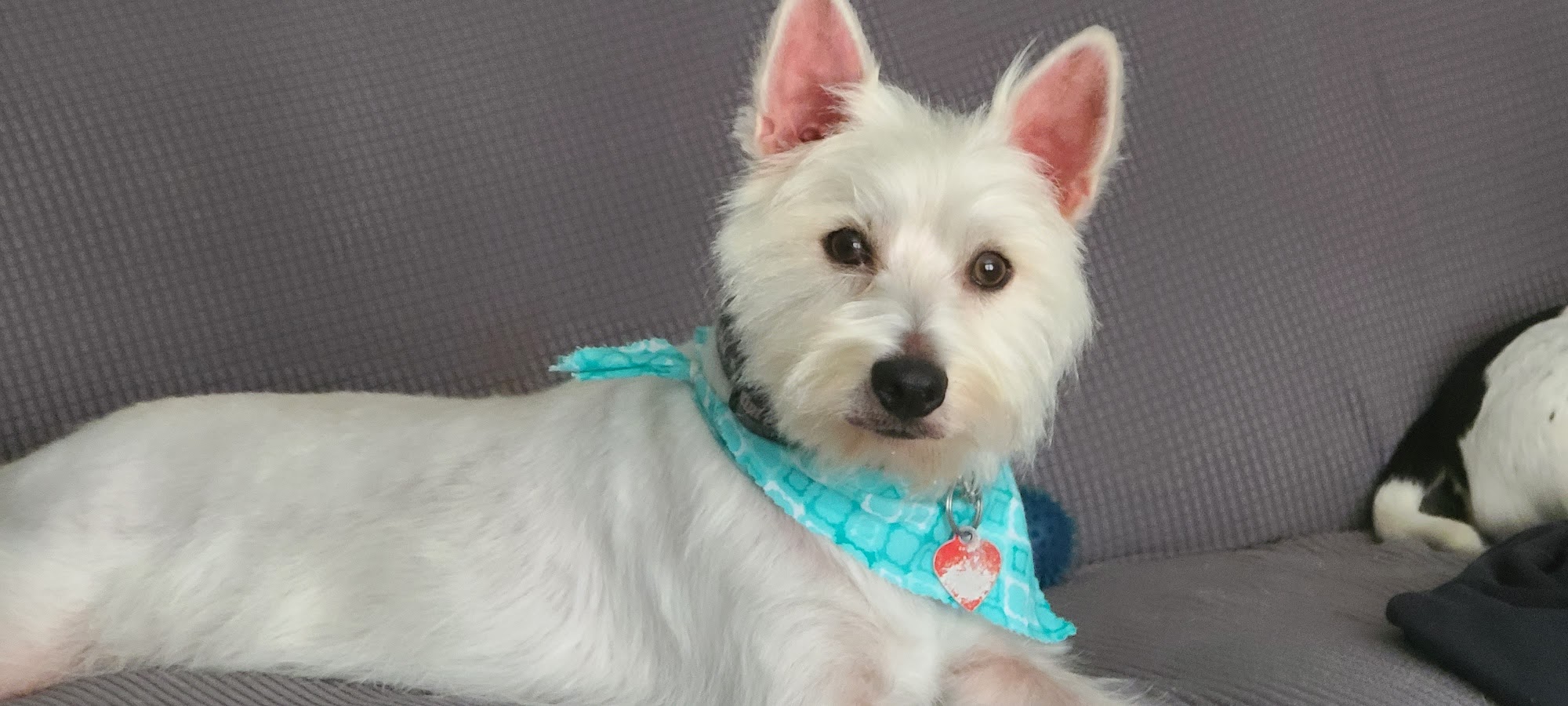 Pretty Paws of Webb City, MO Webb City