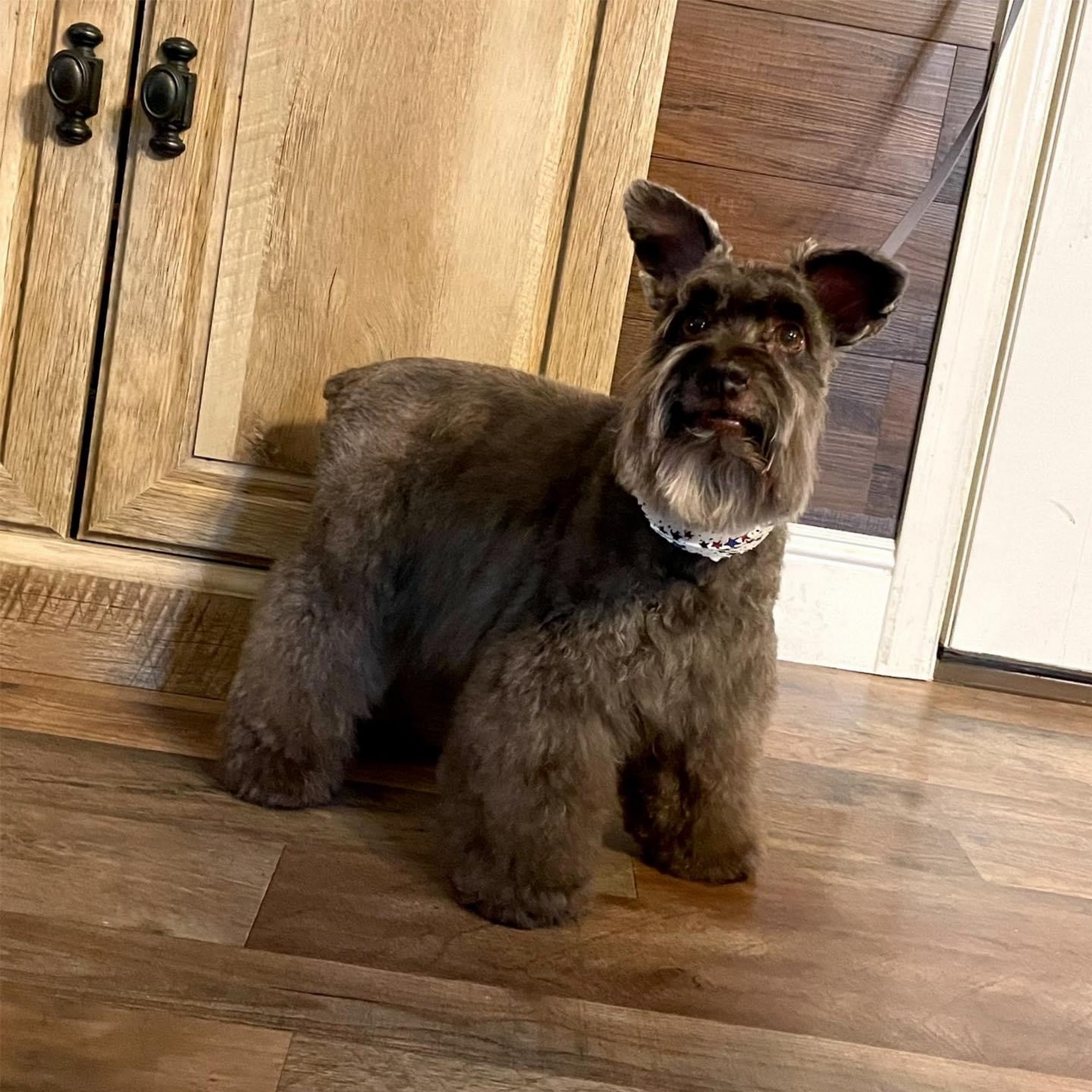 Pretty Paws of Webb City, MO Webb City