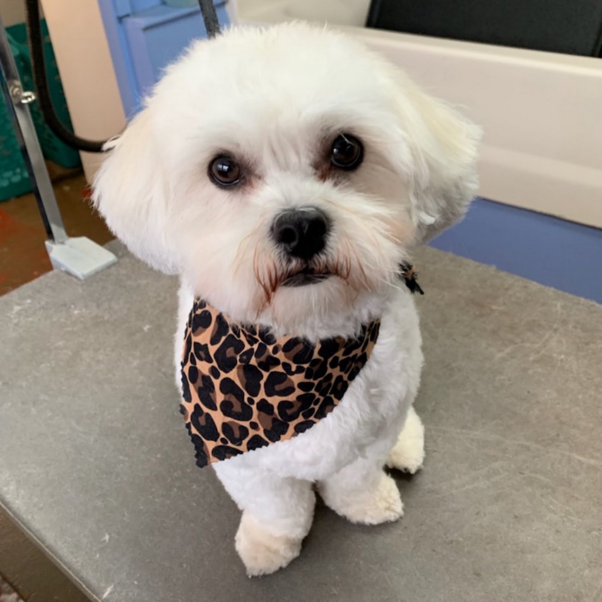 Shakers Dog Wash and Grooming Webster Groves