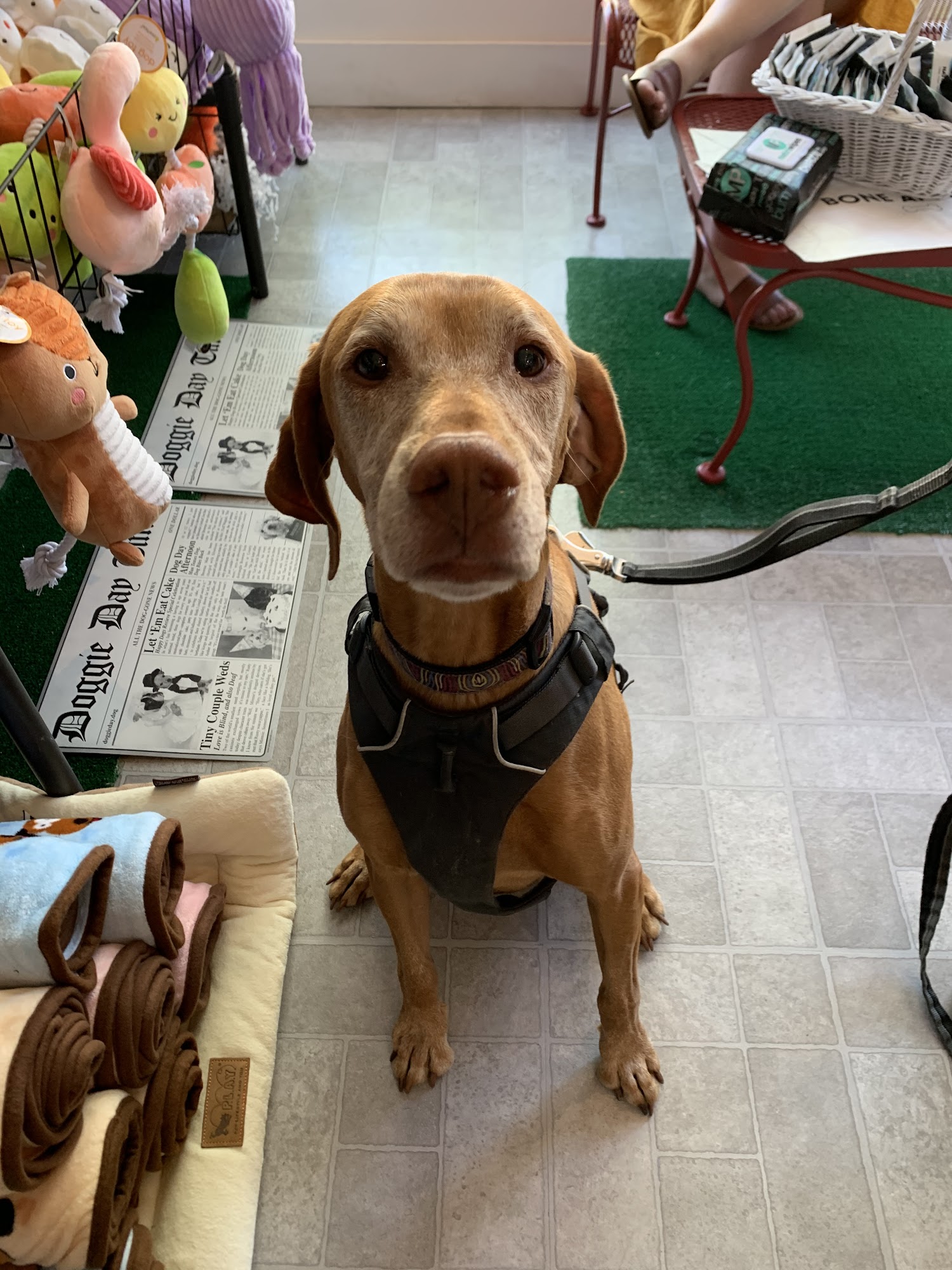 Gus's Place Dog Store Webster Groves