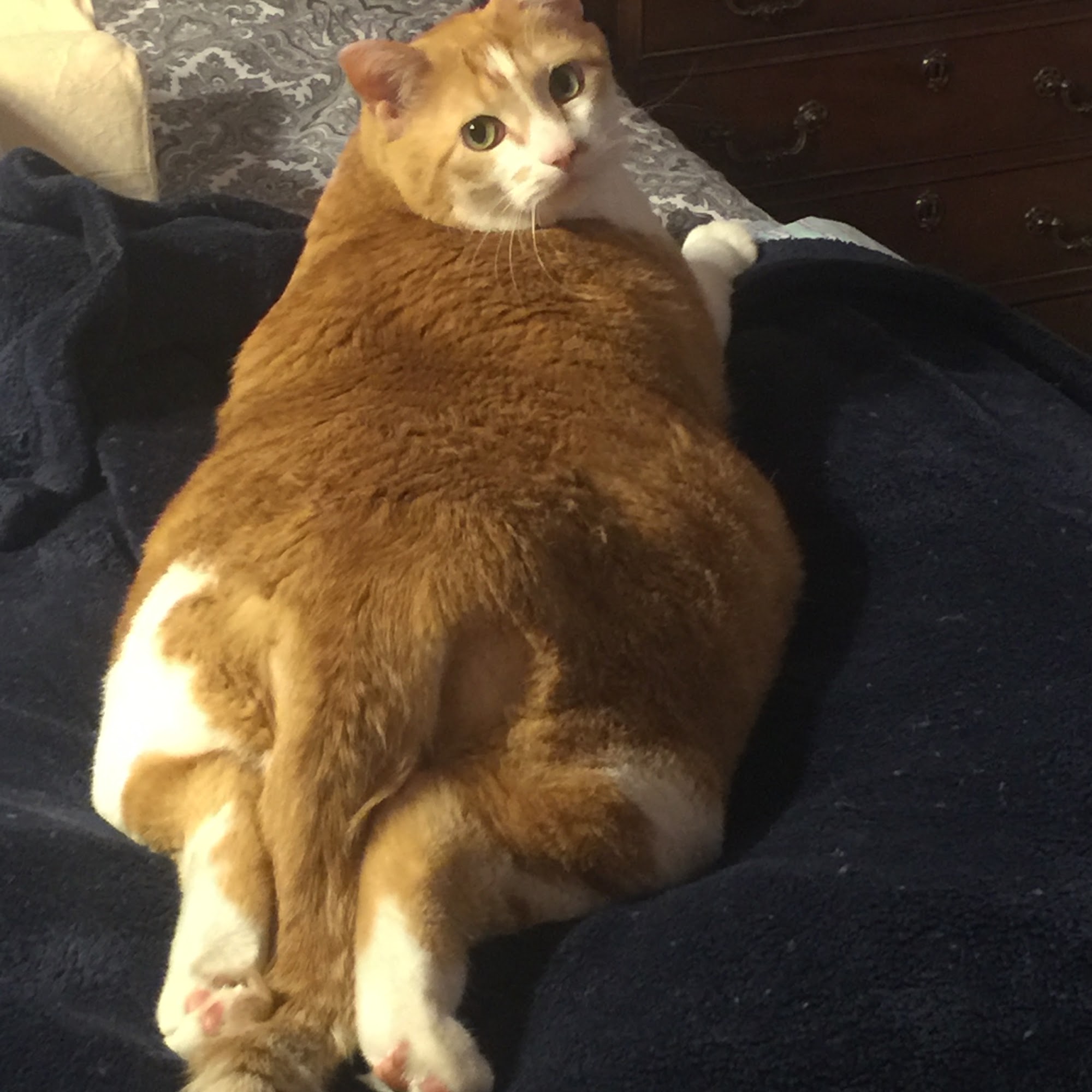 Tender Care Animal Hospital Weldon Spring