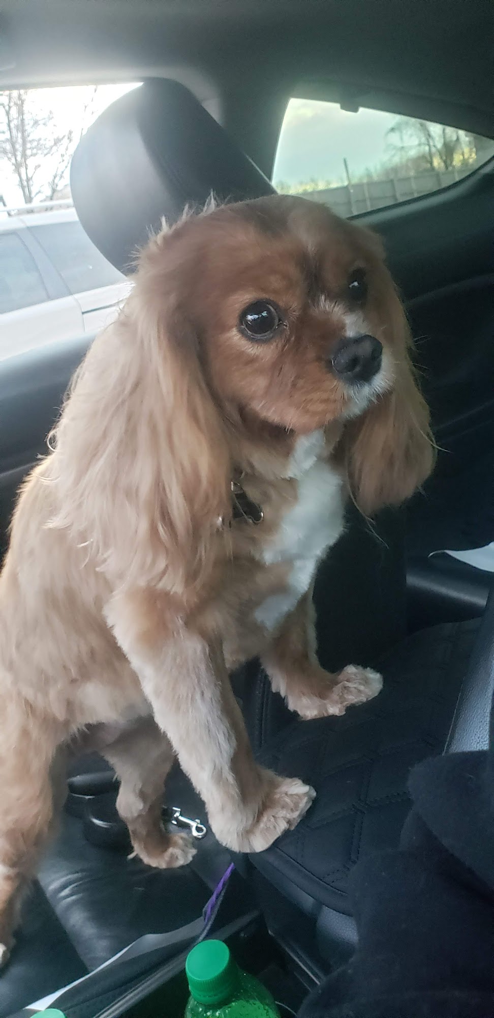 K-9 creations Weldon Spring