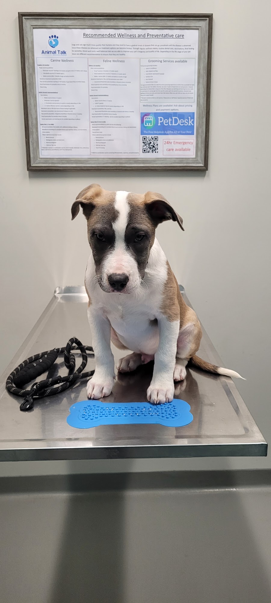 Animal Talk Medical Center Wentzville