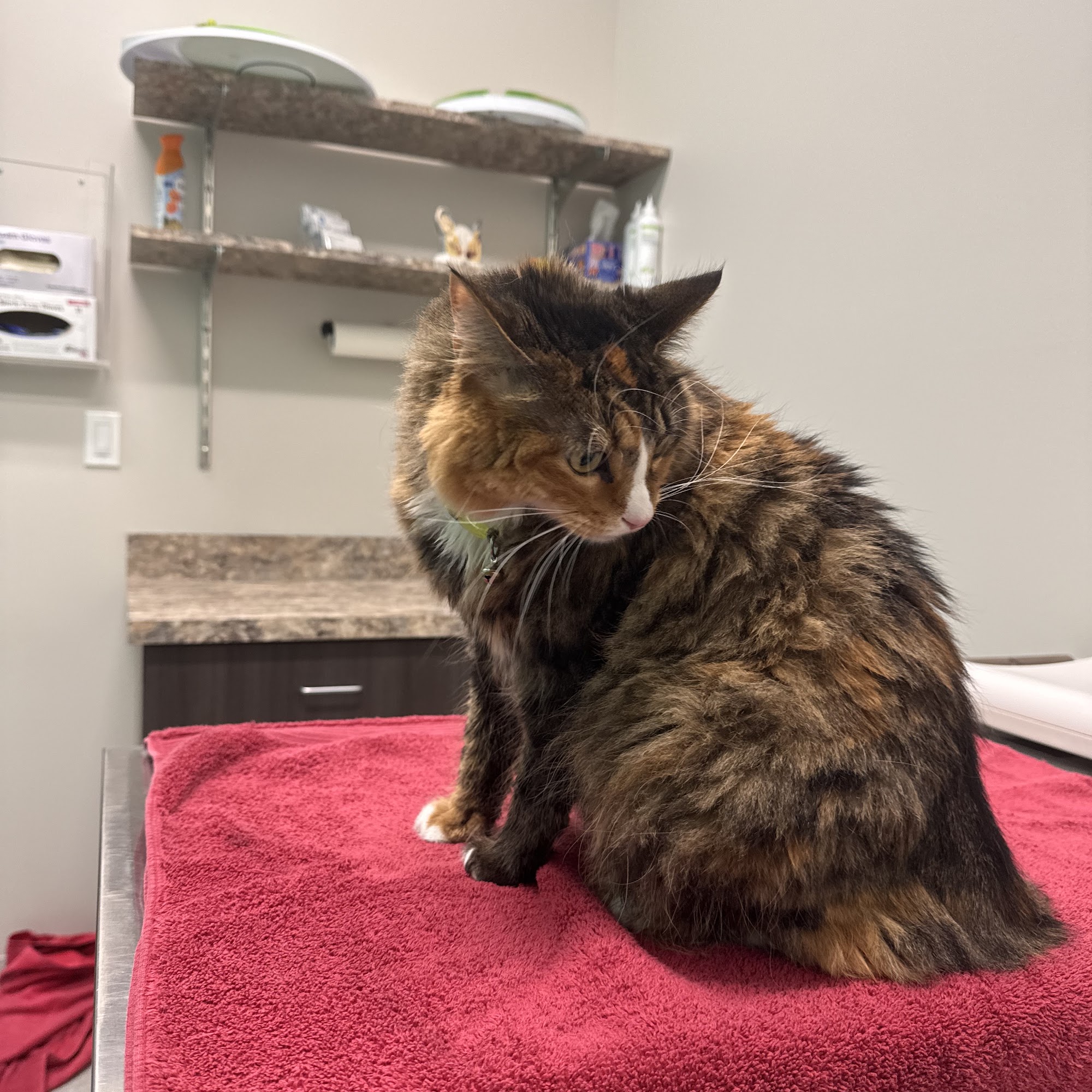 Animal Talk Medical Center Wentzville