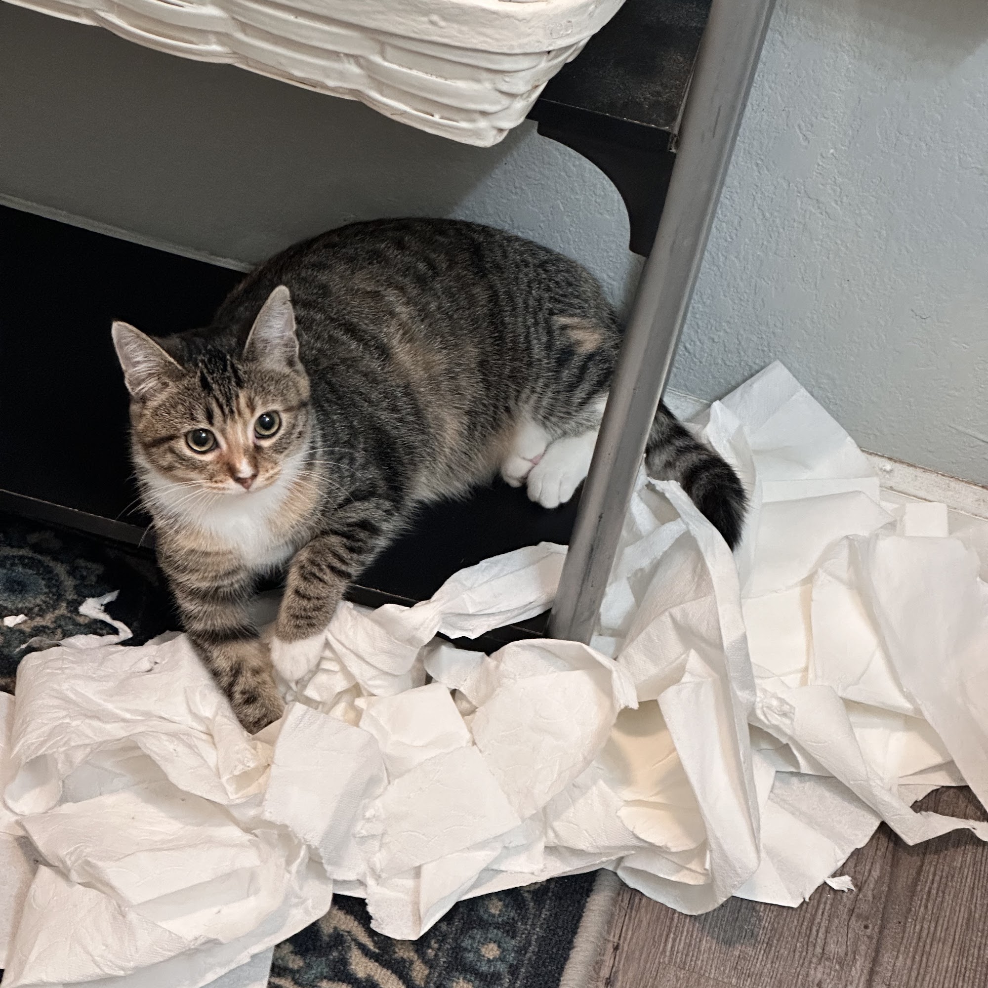 Animal Medical Center Wentzville Wentzville