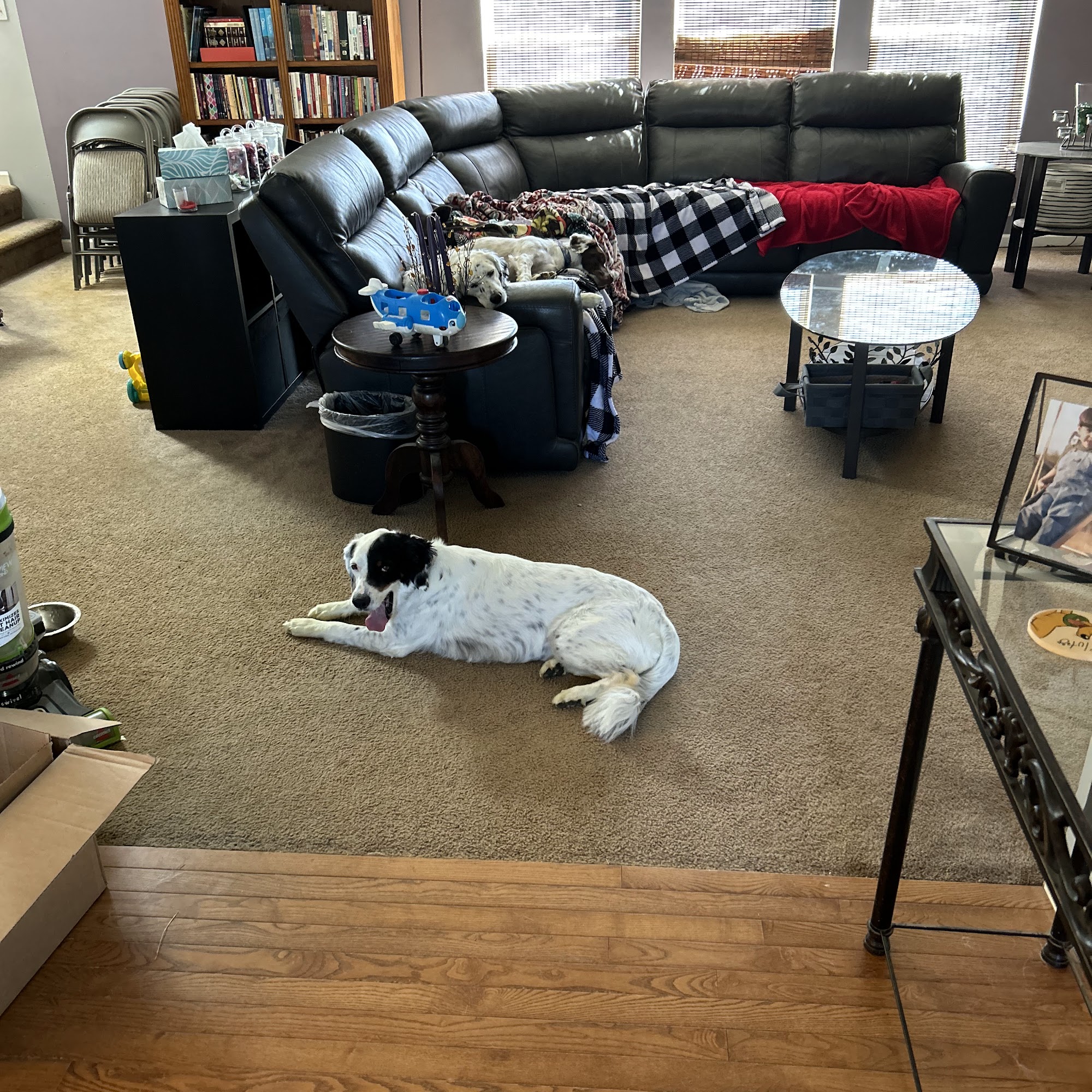 Shear Grooming Wentzville