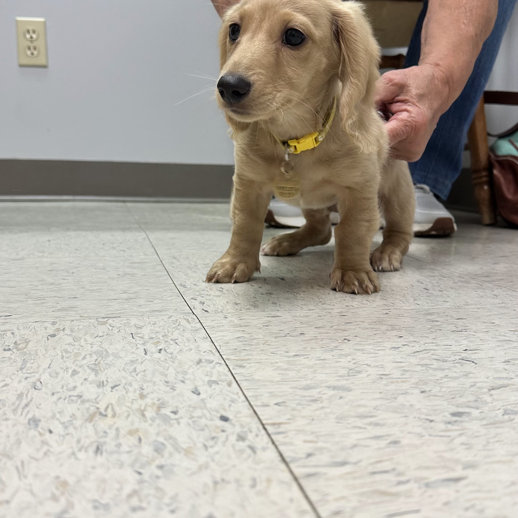 Priority Pet Care of the Ozarks West Plains