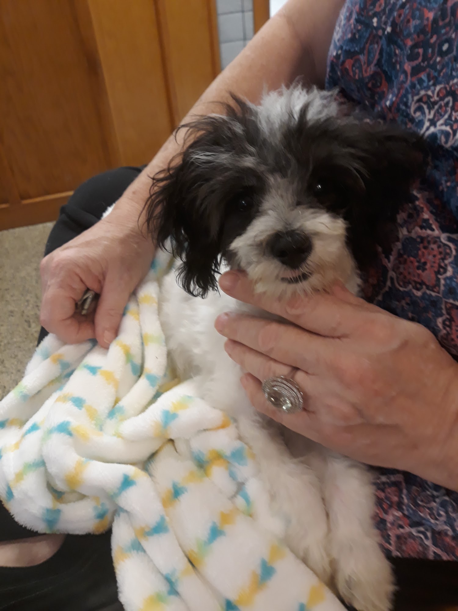 West Plains Veterinary Clinic West Plains