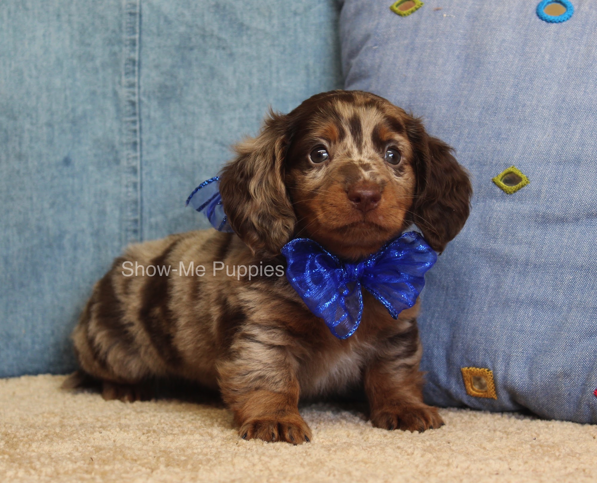 Show-MePuppies LLC West Plains