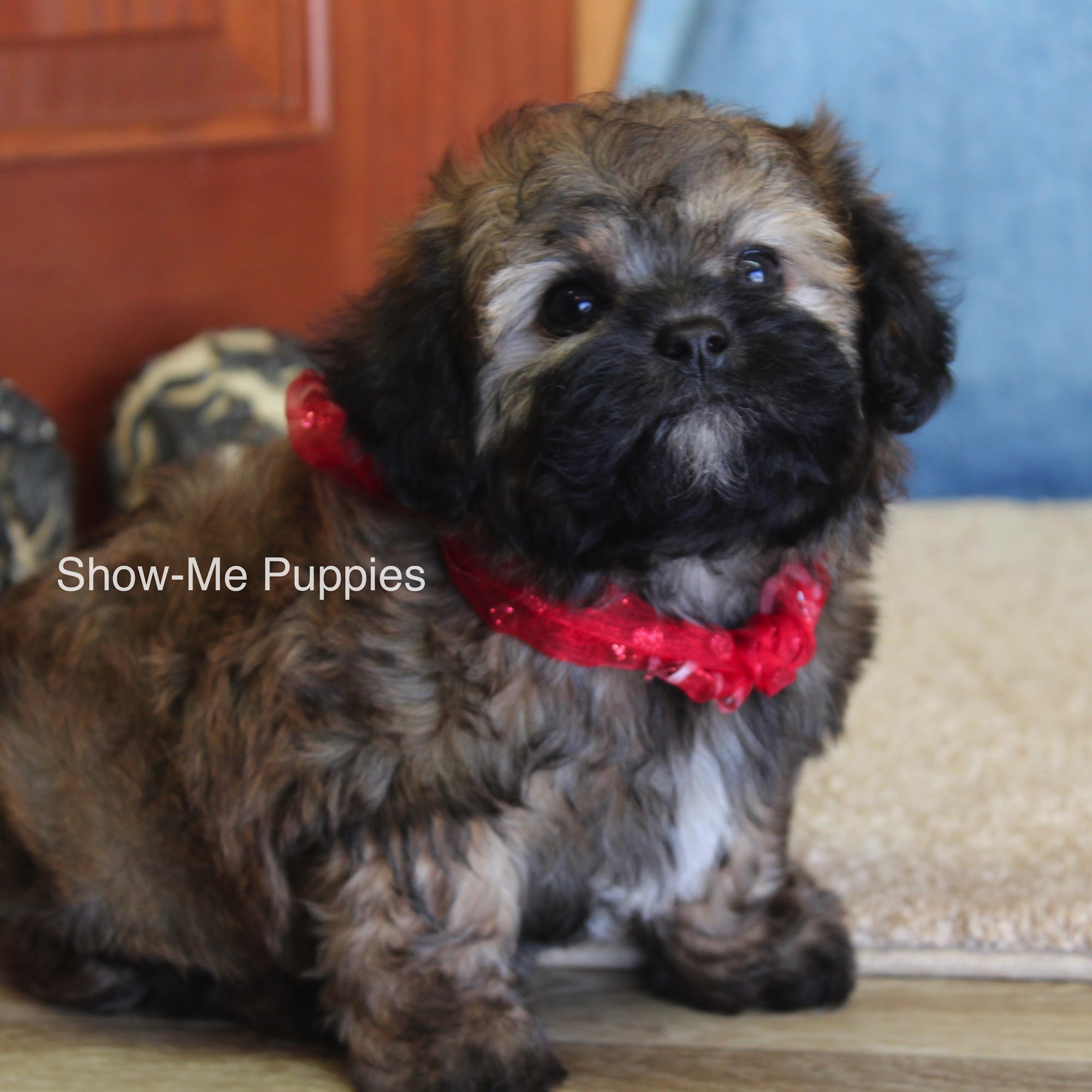 Show-MePuppies LLC West Plains