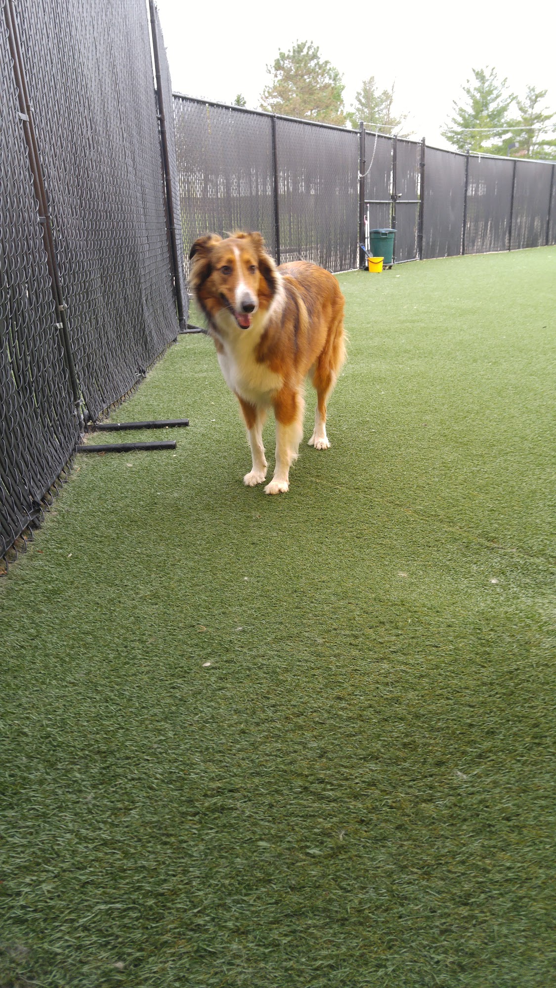 Puppingham Palace Wildwood