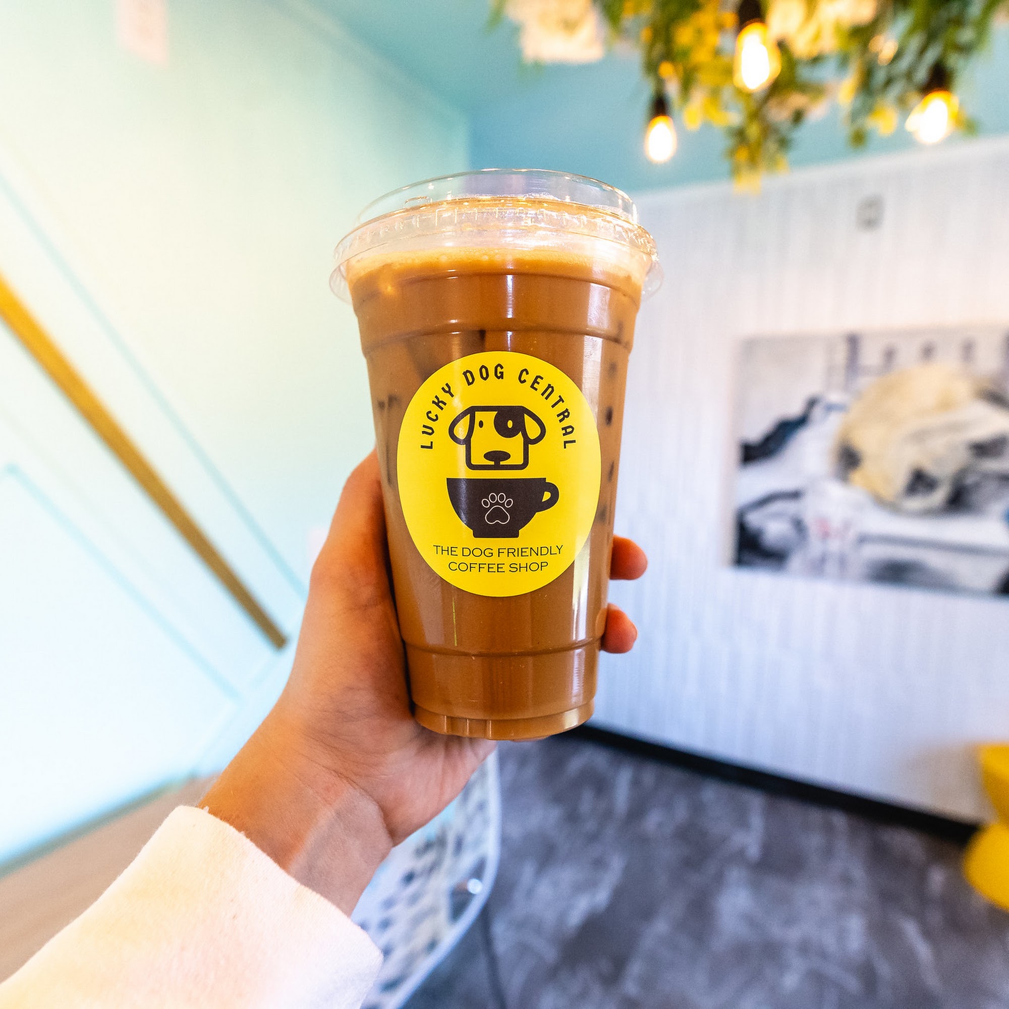 Lucky Dog Central Wildwood