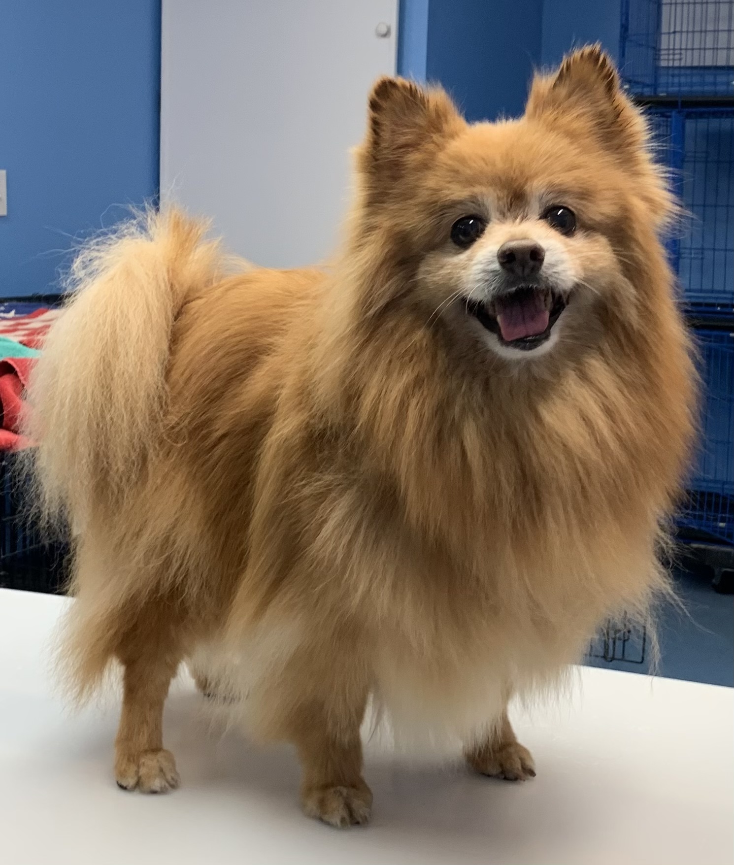 Starbarks Grooming & Pet Spa Willow Springs