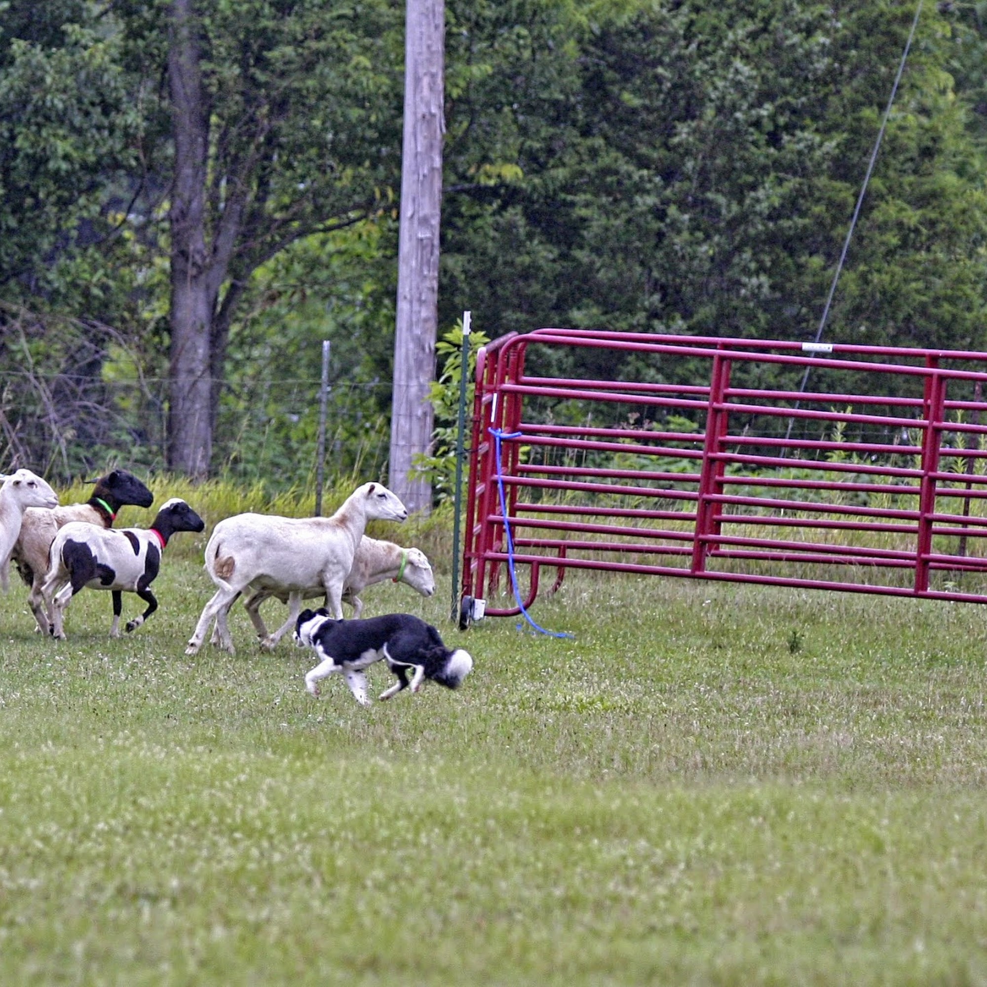 Rottiewe Farm