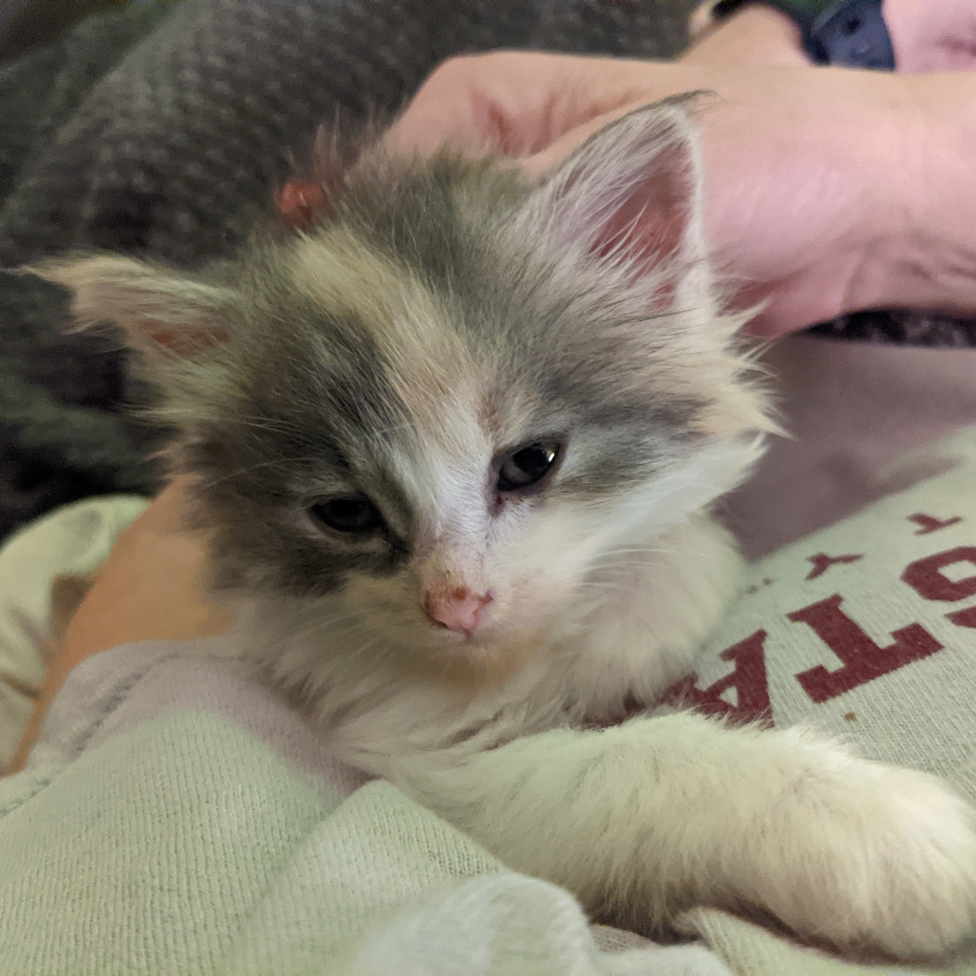 Amory Animal Hospital Amory