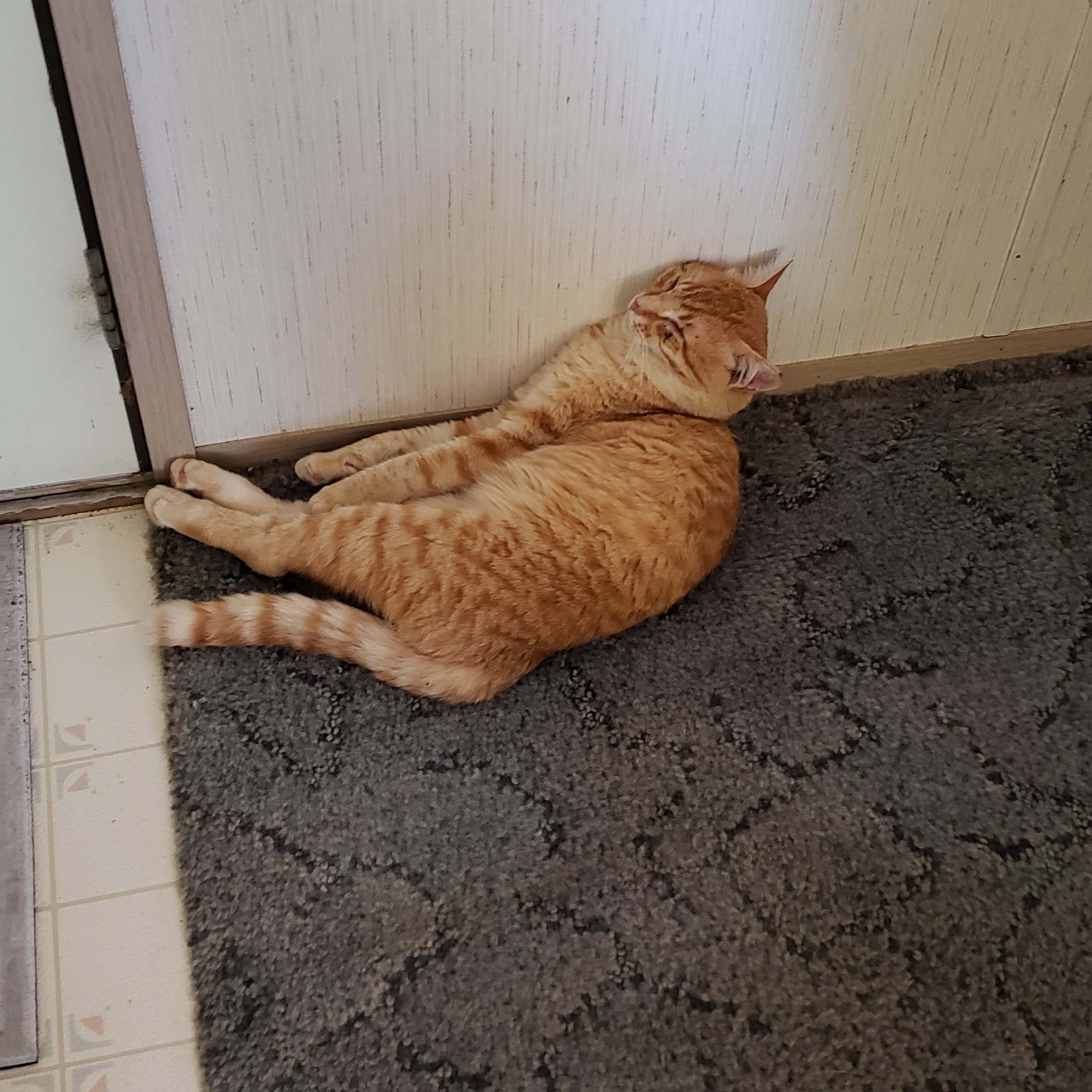 Family Pet Hospital Batesville