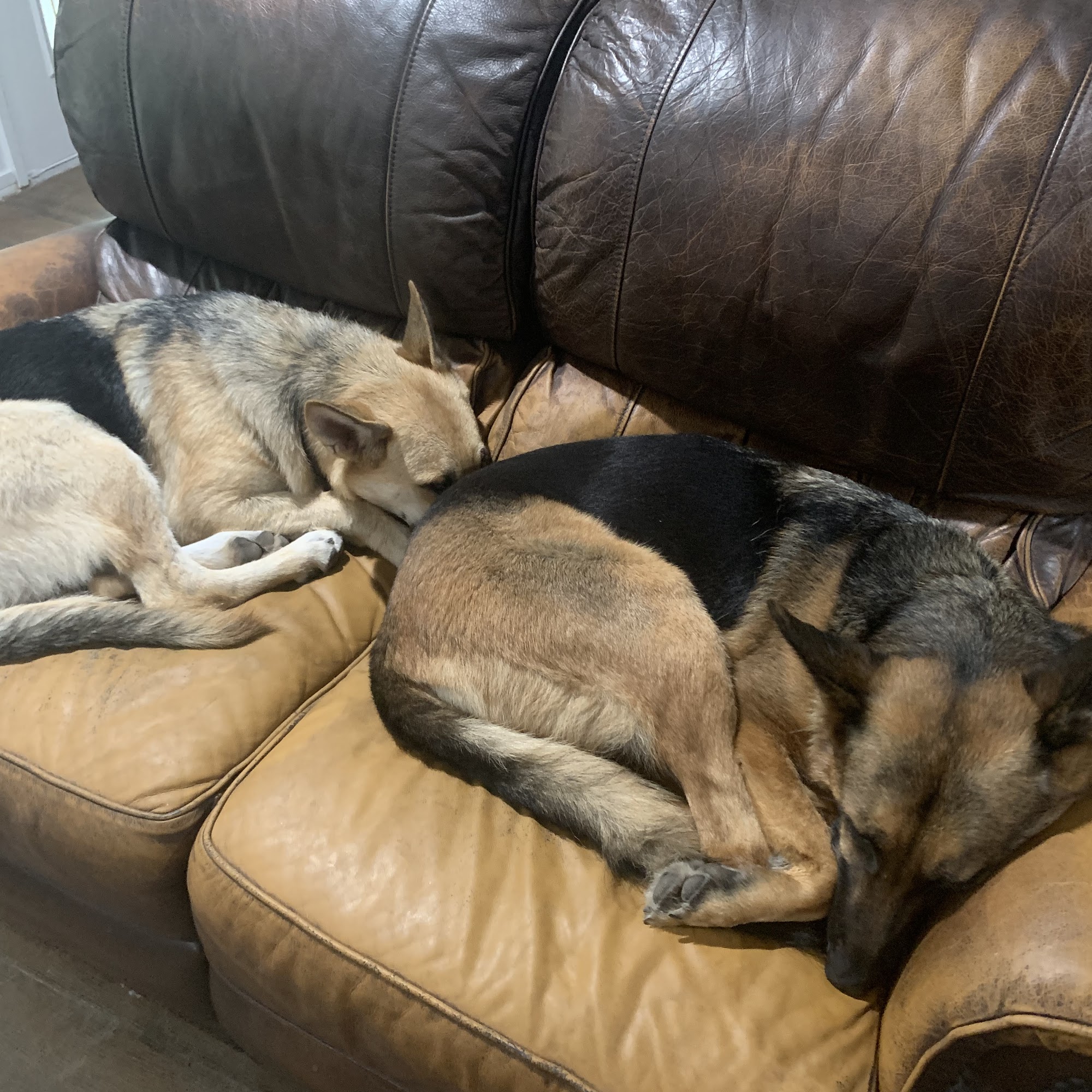 Pet Haven Veterinary Hospital Bay Saint Louis