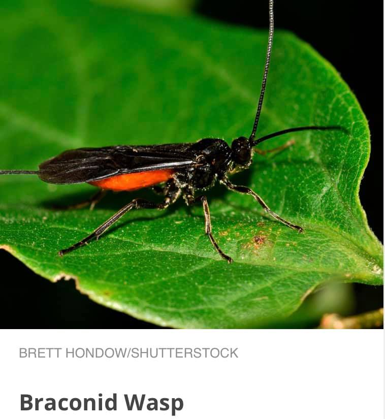 Bug Free Pest Control Inc